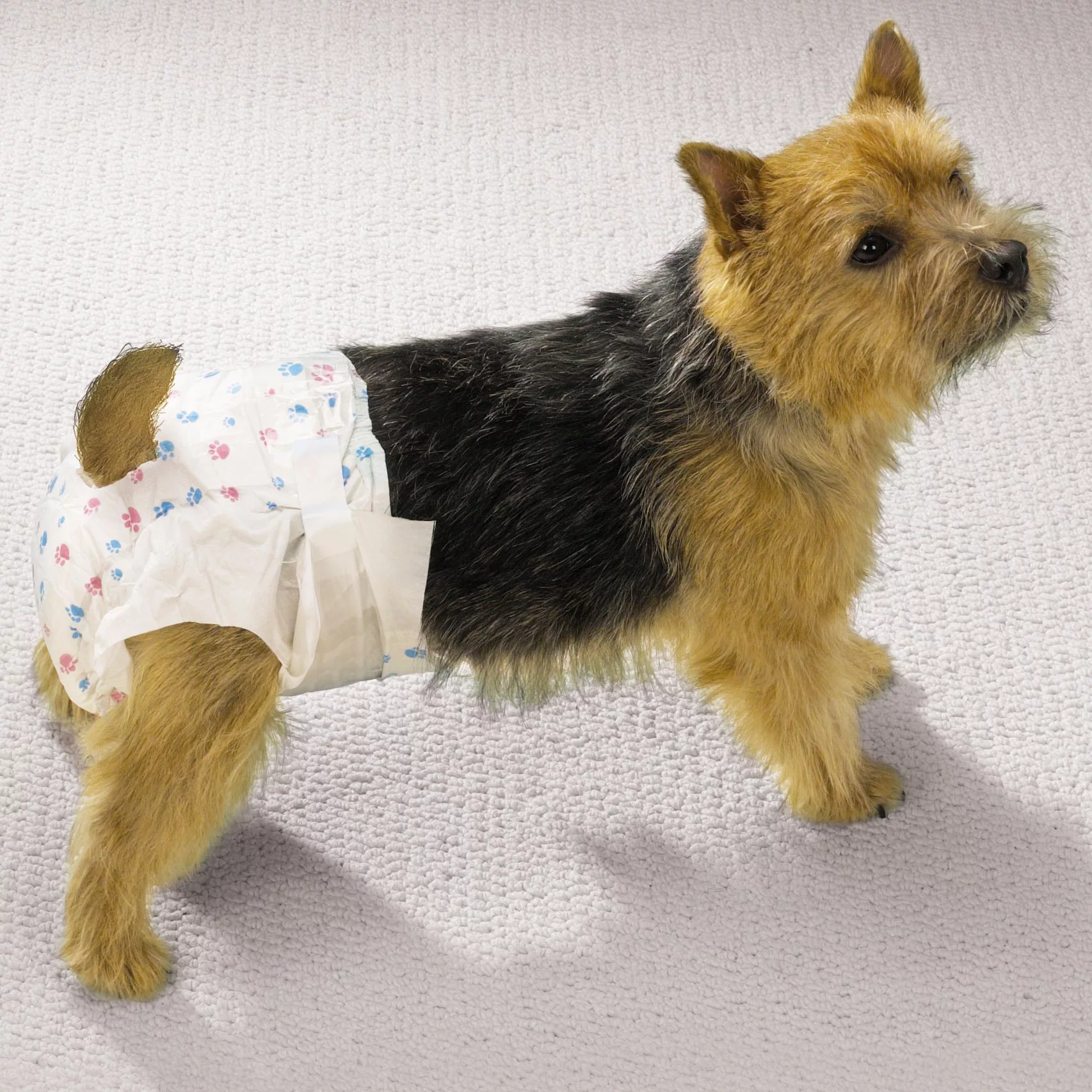 Clear Quest Disposable Doggy Diapers Small