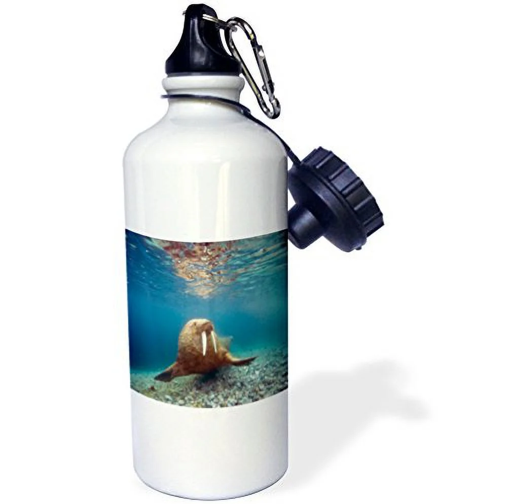 3dRose Norway, Spitsbergen, Nordaustlandet. Walrus bull swims underwater. - Water Bottle, 21-ounce