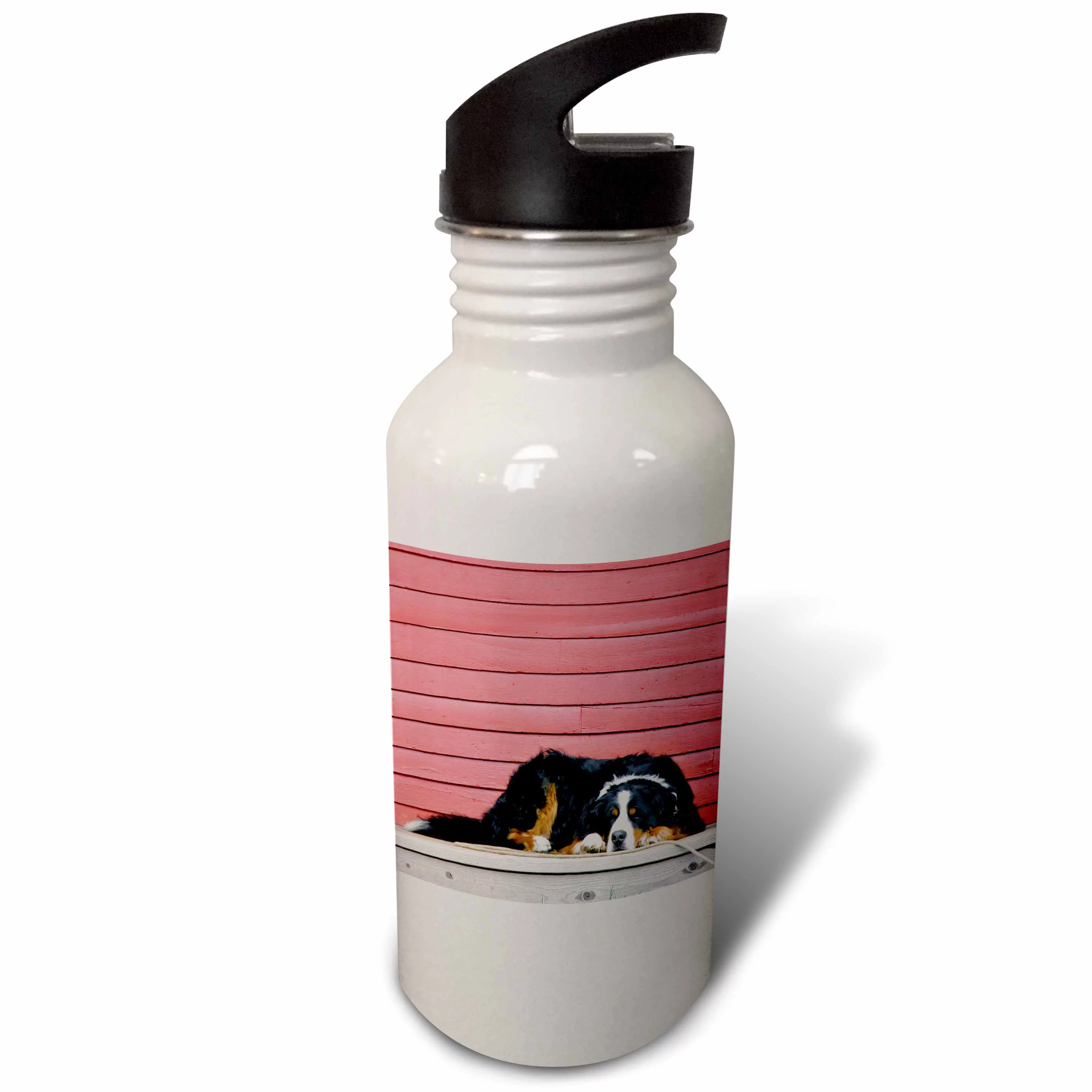 Colorado, Breckenridge. Bernese mountain dog - US06 BJA0055 - Jaynes Gallery 21 oz Sports Water Bottle wb-88823-1