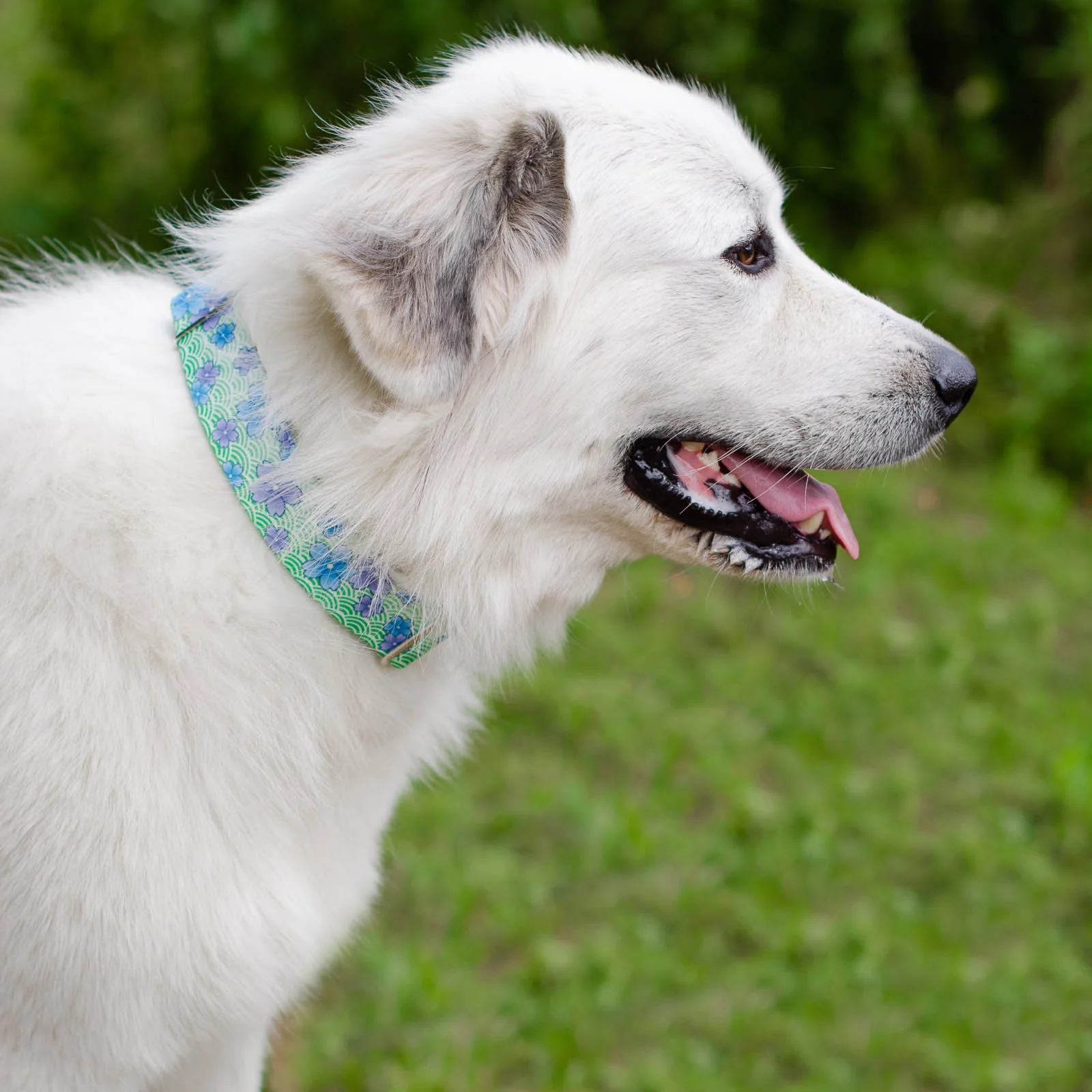 Country Brook Petz® 1 1/2 inch Premium Blue April Blossoms Dog Collar, Large