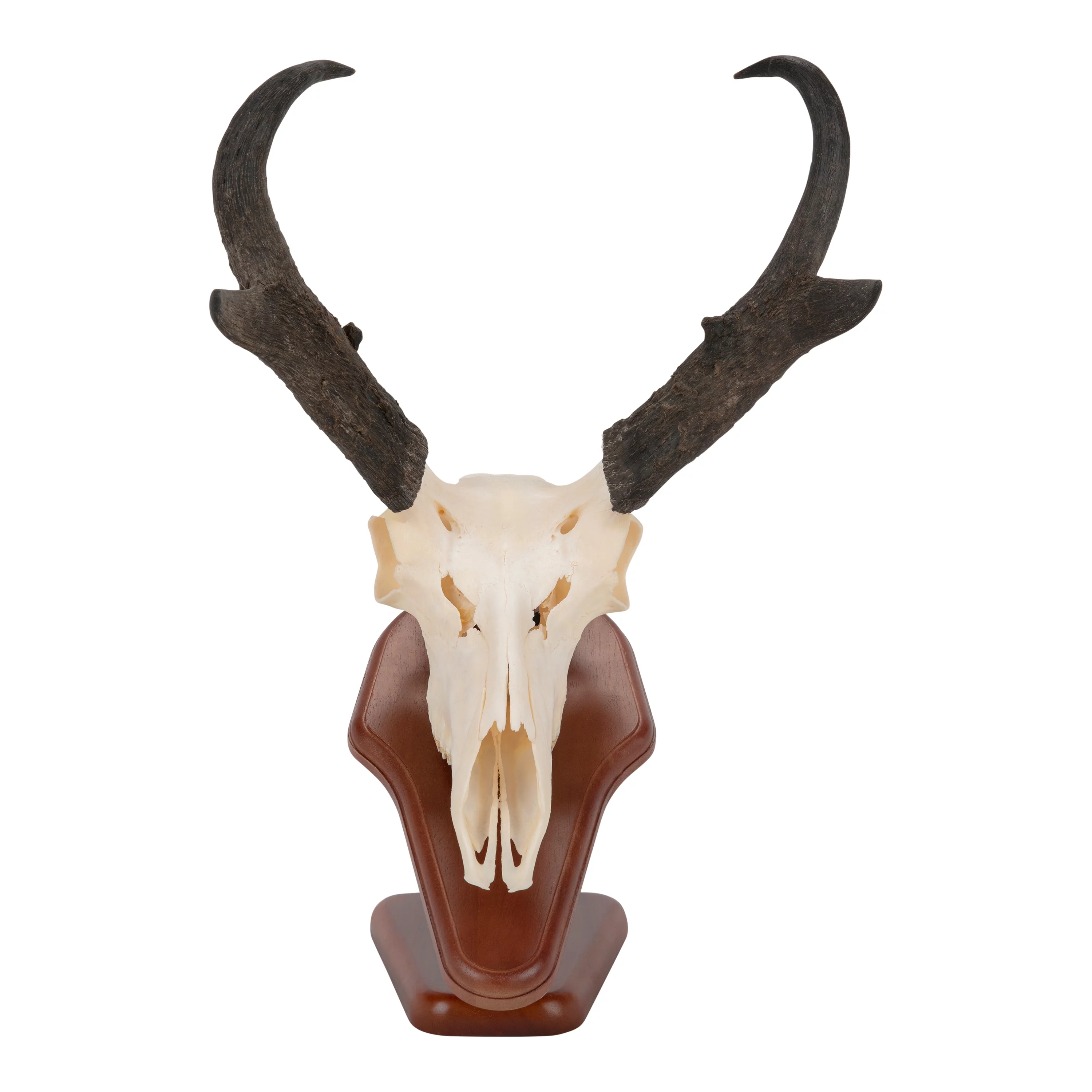 Allen Company Ez Skull Wood Mount Presentation Pedestal & Plaque, 13