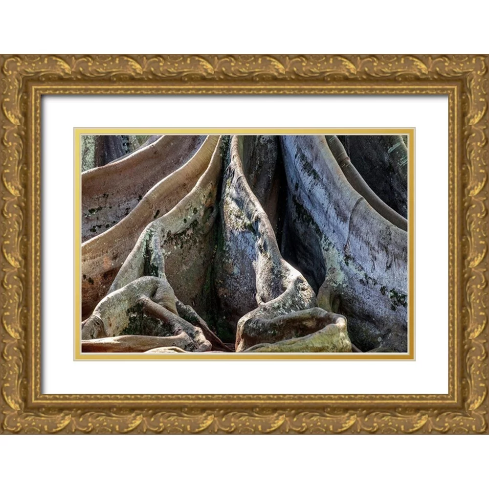 Engelbrecht, Jim 24x17 Gold Ornate Wood Framed with Double Matting Museum Art Print Titled - Moreton Bay Fig tree-Kauai-Hawaii-USA