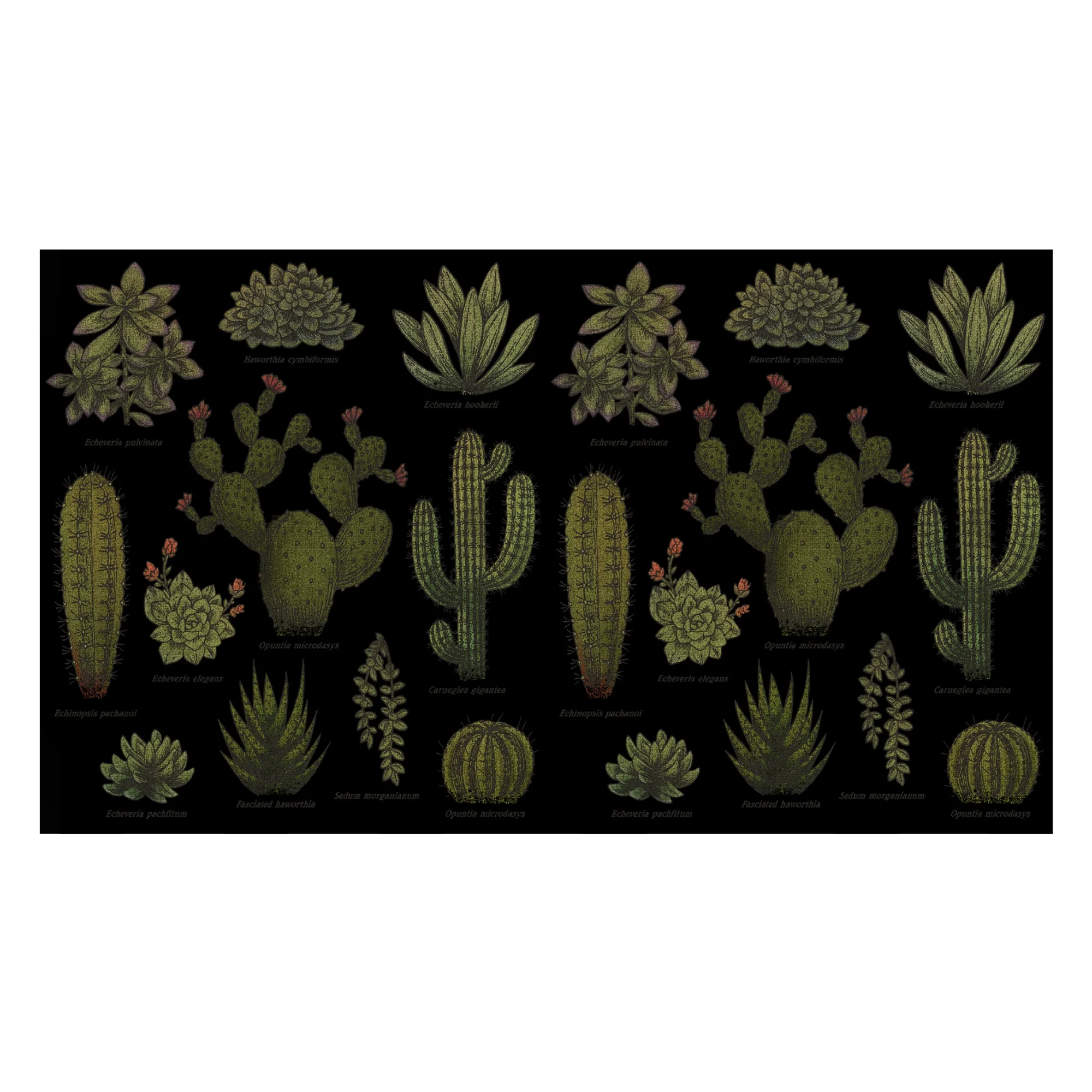 Lost Gods Botanical Cactus  Stainless Steel Water Bottle Black 17 oz.