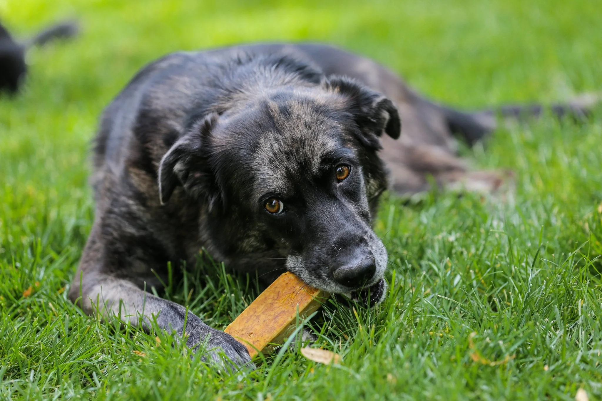 Himalayan Yak Cheese Bulk. 100% Natural Dog Chews Large and XL. 1LB Pound.
