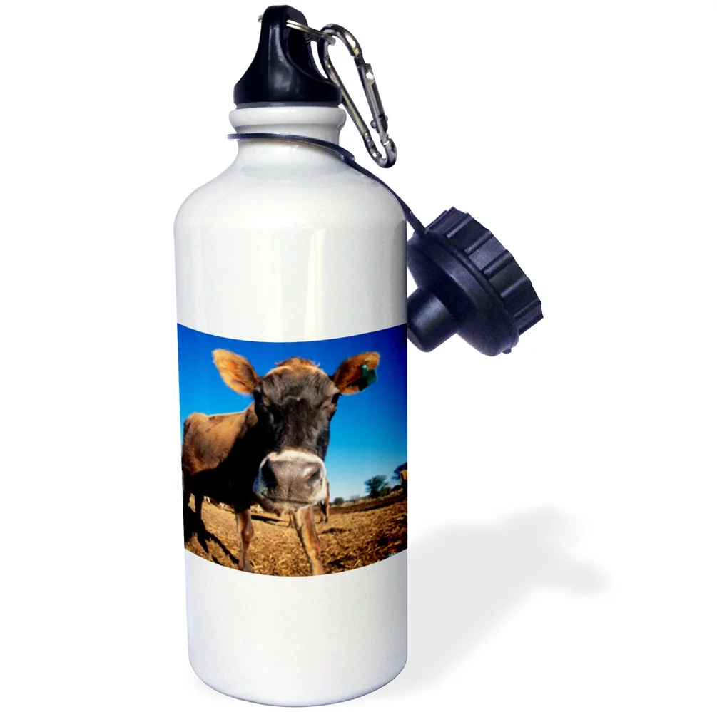 3dRose A Jersey cow being inquisitive., Sports Water Bottle, 21oz