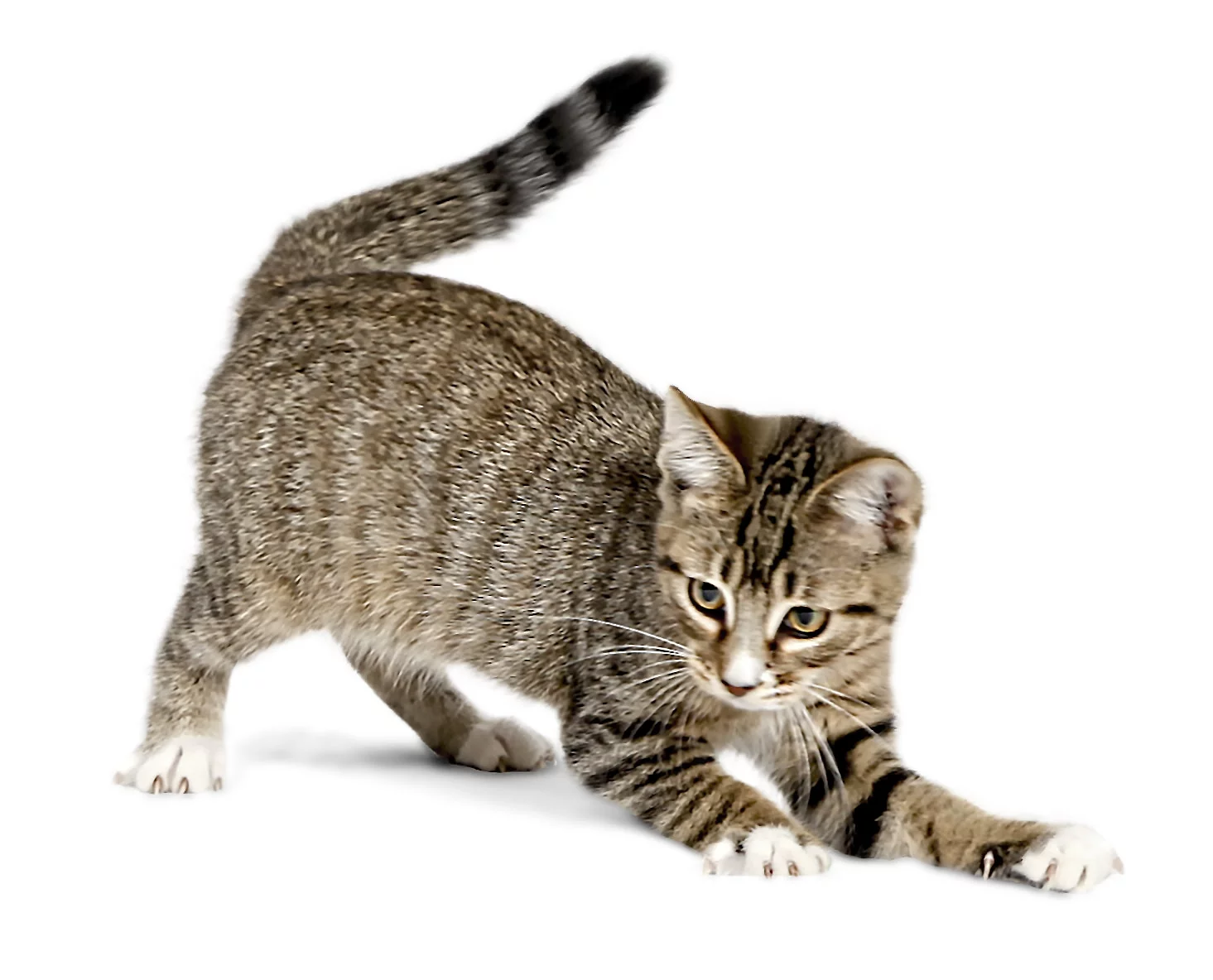 Premier Pet Bolt Automatic Laser Cat Toy - Play and Exercise