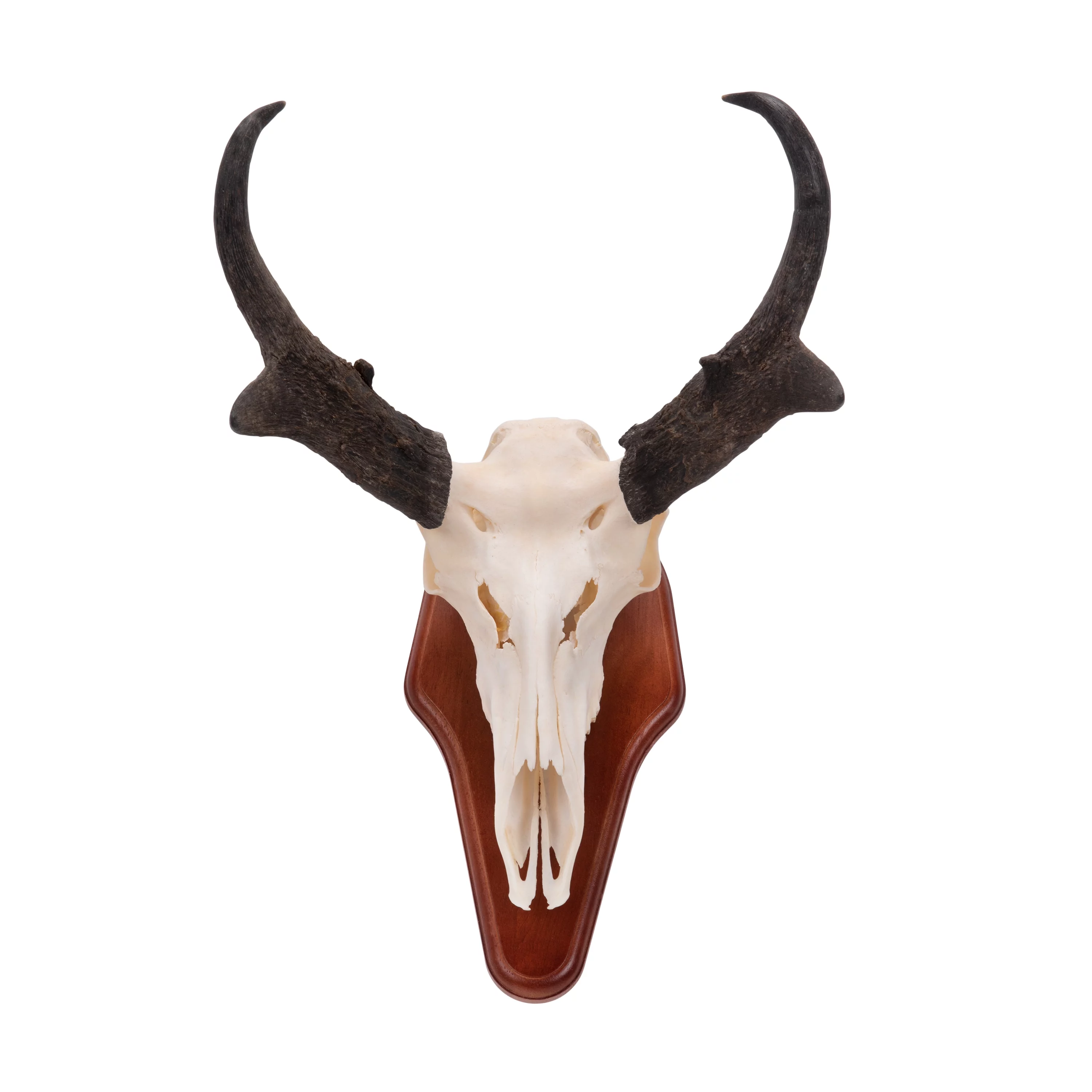 Allen Company Ez Skull Wood Mount Presentation Pedestal & Plaque, 13