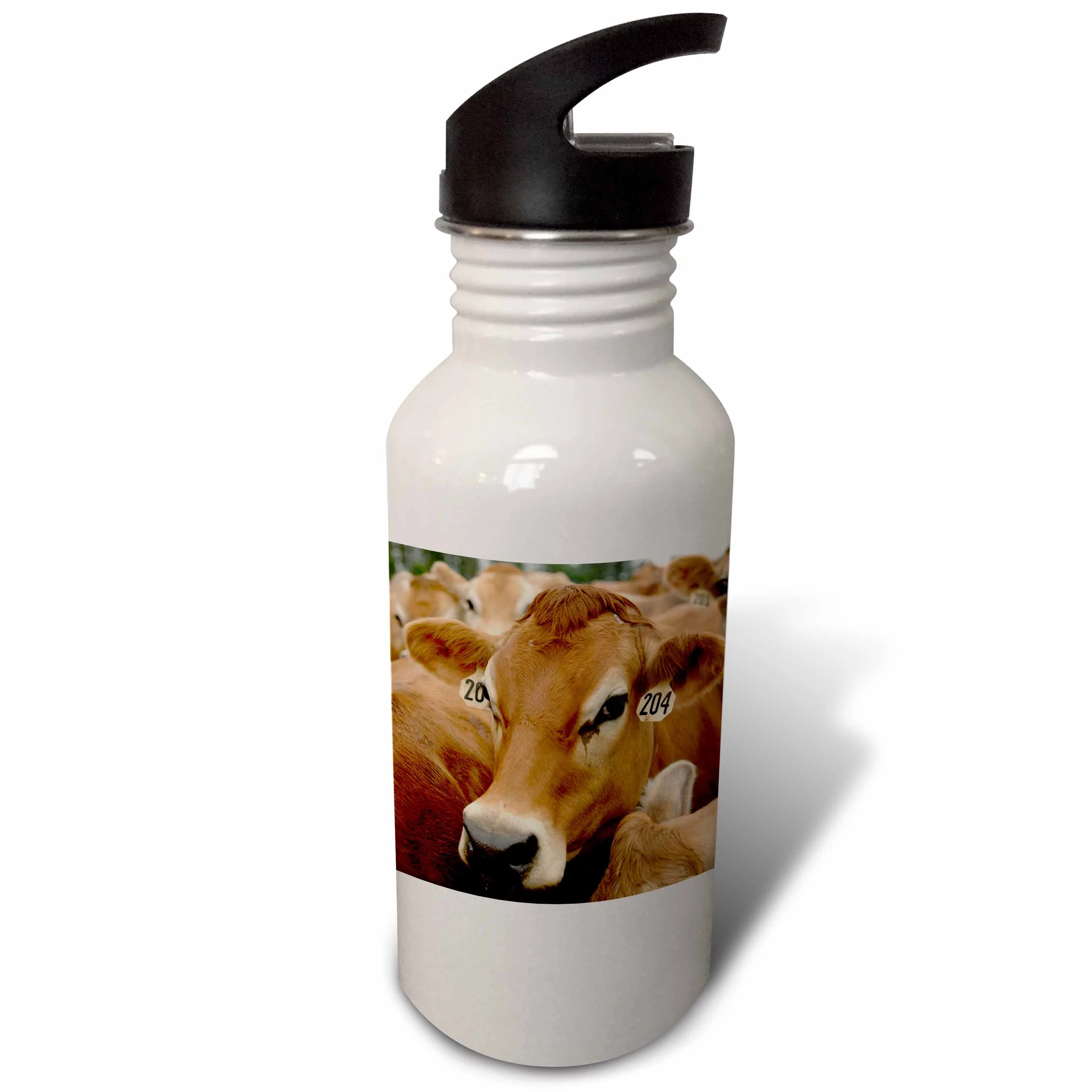 Jersey Dairy Cows, Rib Lake, Wisconsin - US50 KRS0004 - Keith and Rebecca Snell 21 oz Sports Water Bottle wb-97172-1