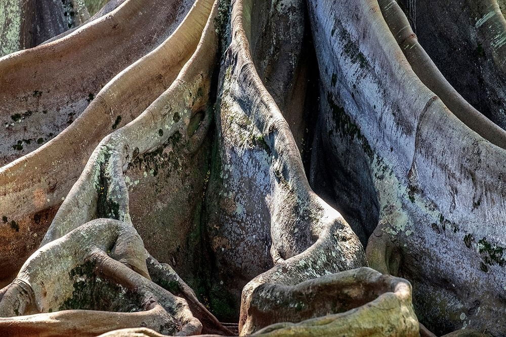 Engelbrecht, Jim 24x17 Gold Ornate Wood Framed with Double Matting Museum Art Print Titled - Moreton Bay Fig tree-Kauai-Hawaii-USA