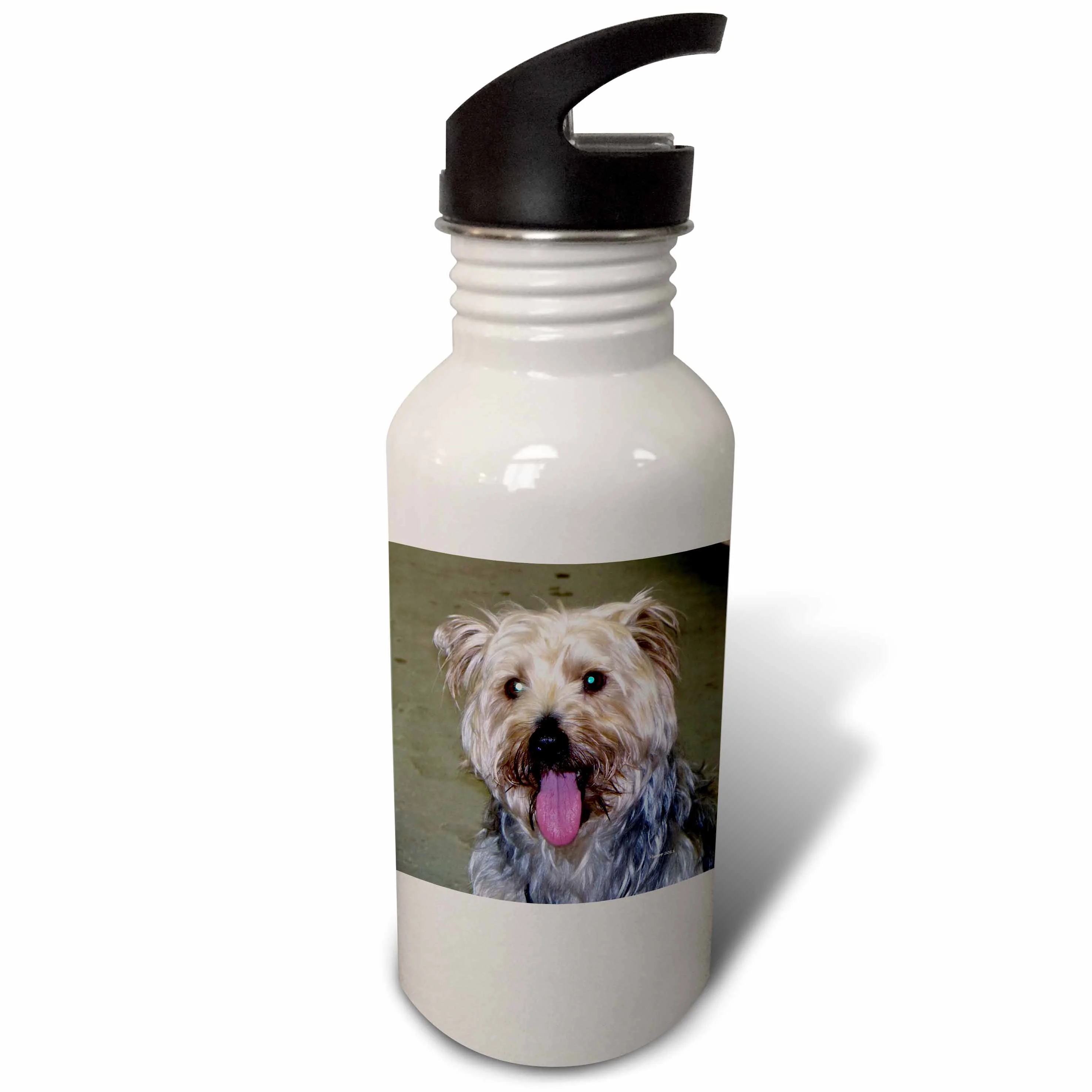 3dRose Silky Terrier, Sports Water Bottle, 21oz