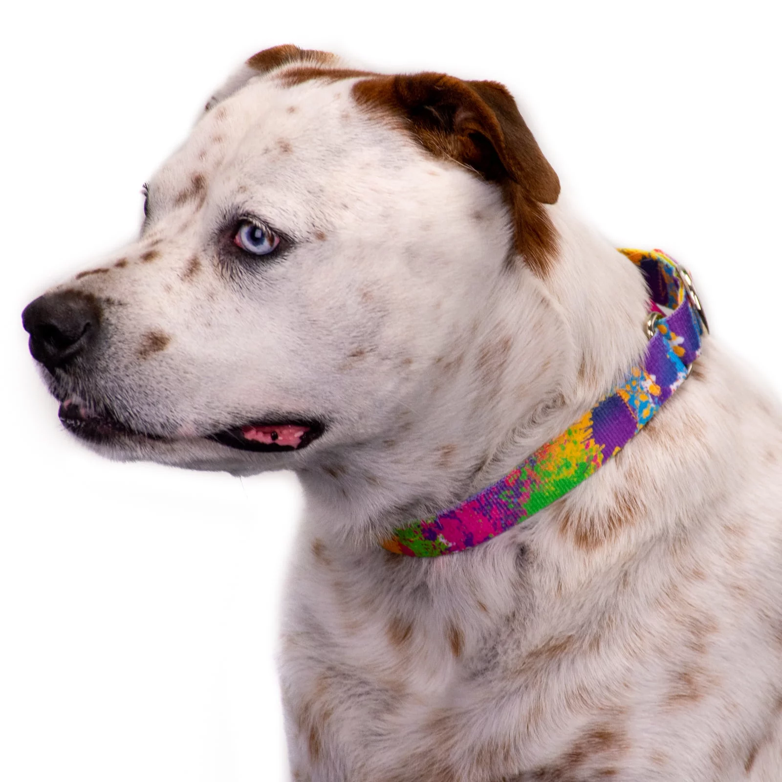 Country Brook Petz® Paint Splatter Martingale Dog Collar and Leash, Extra Small
