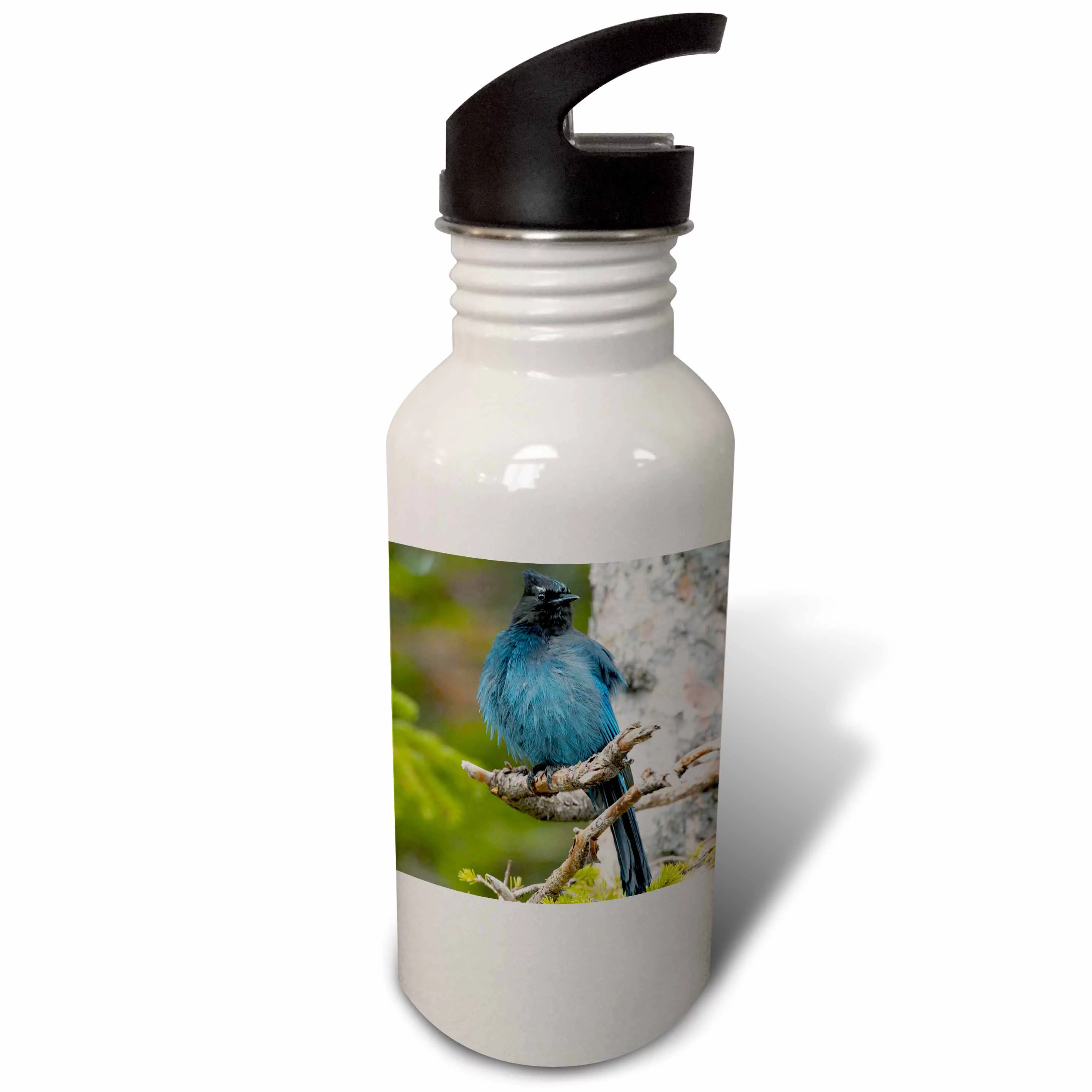 Canada, Alberta, Waterton Lakes NP, Stellars Jay-CN01 RJA0005 - Rebecca Jackrel 21 oz Sports Water Bottle wb-70559-1