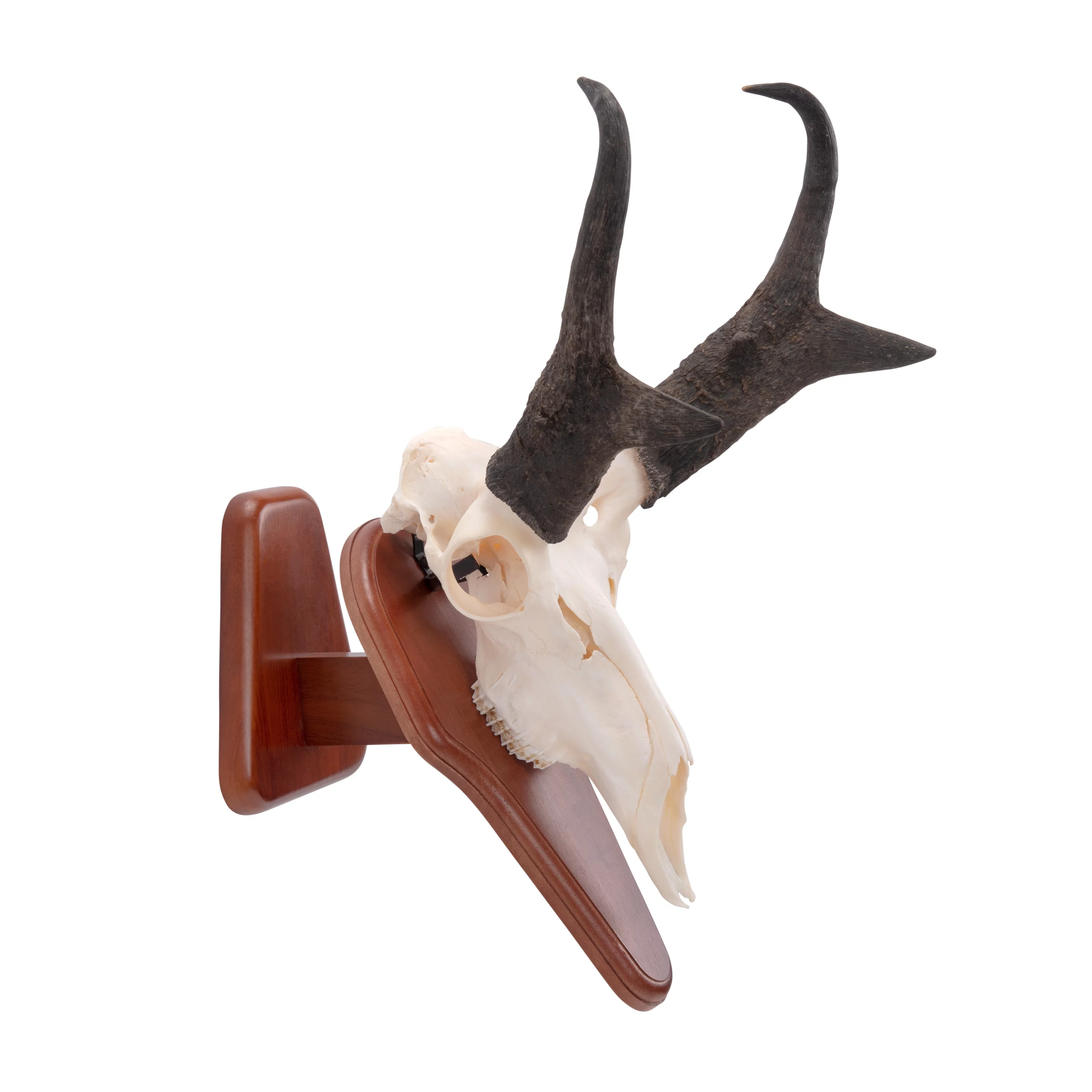 Allen Company Ez Skull Wood Mount Presentation Pedestal & Plaque, 13