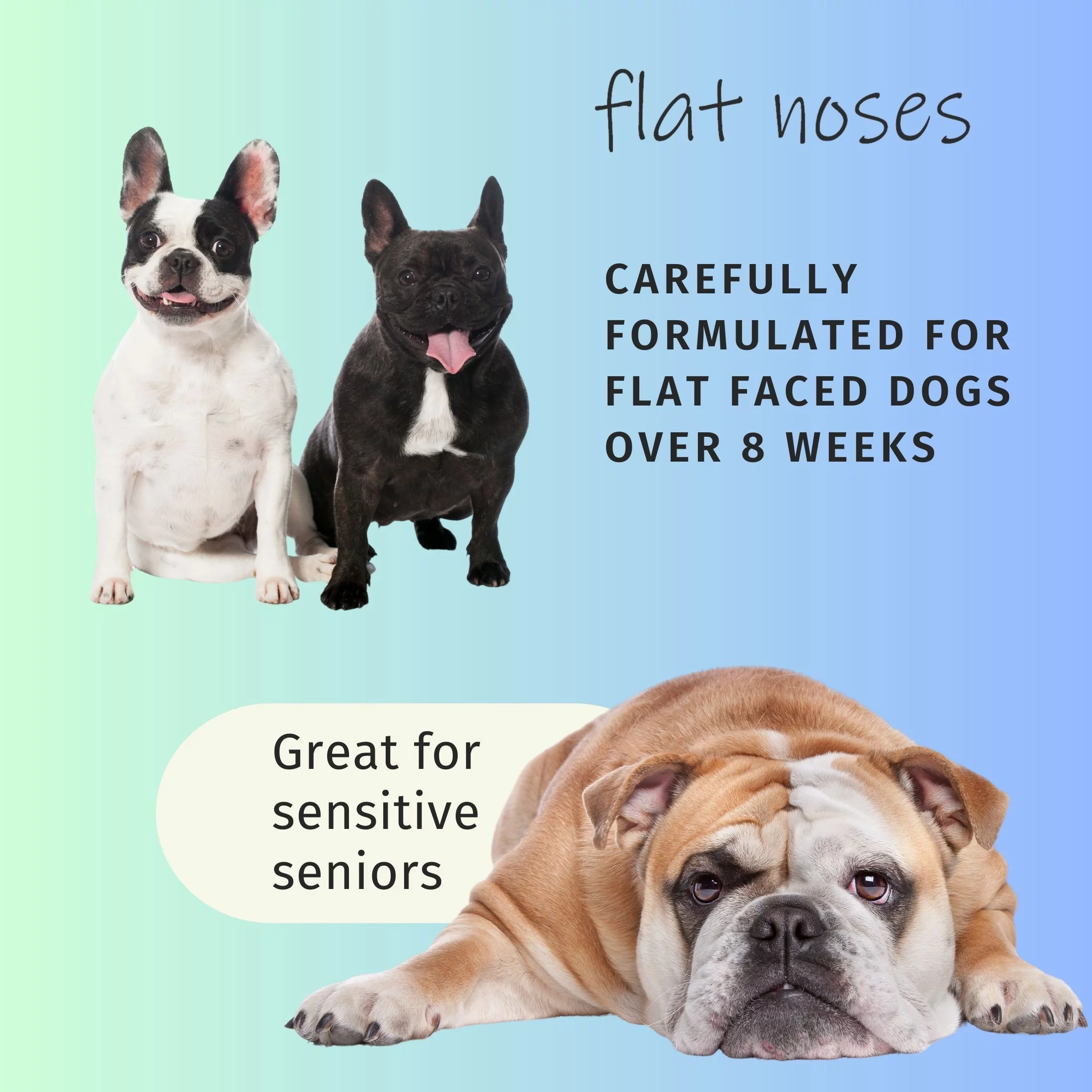 Flat Noses Tearless Pet Shampoo - Soothing Aloe and Moisturizing Jojoba Oil - 16 oz