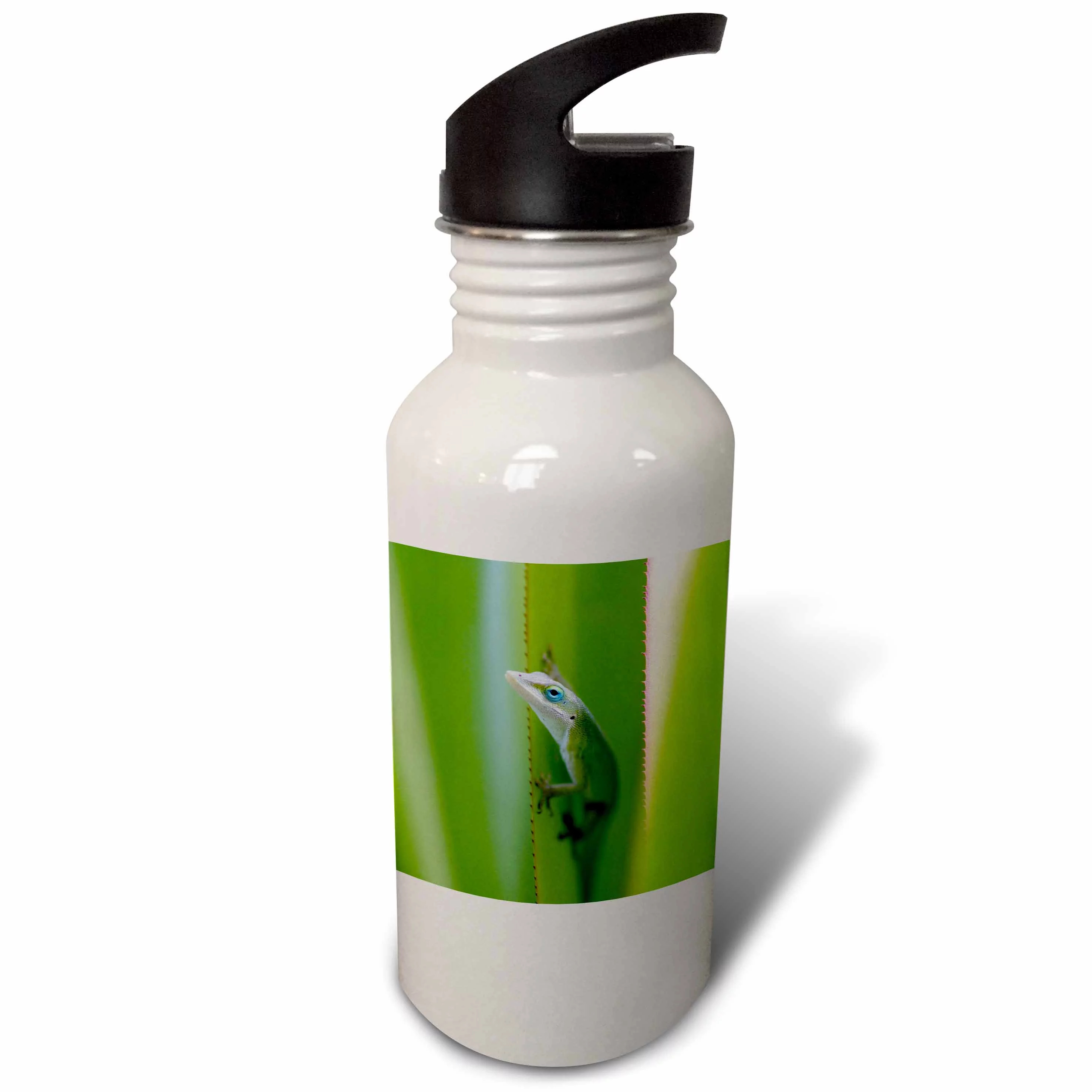 Green anole, arboreal lizard, Kauai, Hawaii, USA - US12 DFR0147 - David R. Frazier 21 oz Sports Water Bottle wb-143919-1