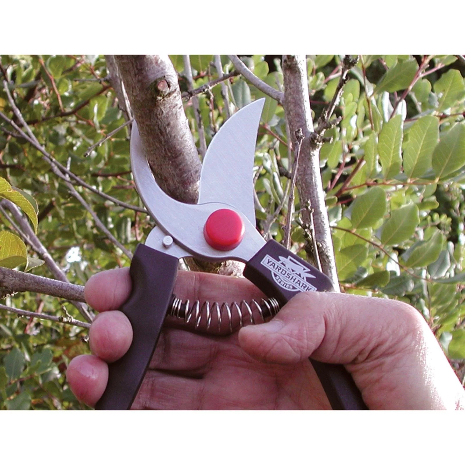 Shark Corp 62-5317 Bypass Pruning Shears