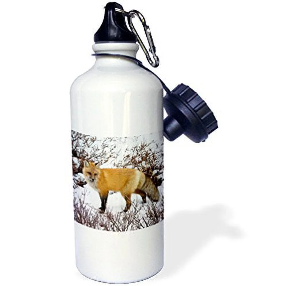 3dRose Red Fox in winter, Churchill Wildlife Area, Churchill, MB, Canada, Sports Water Bottle, 21oz