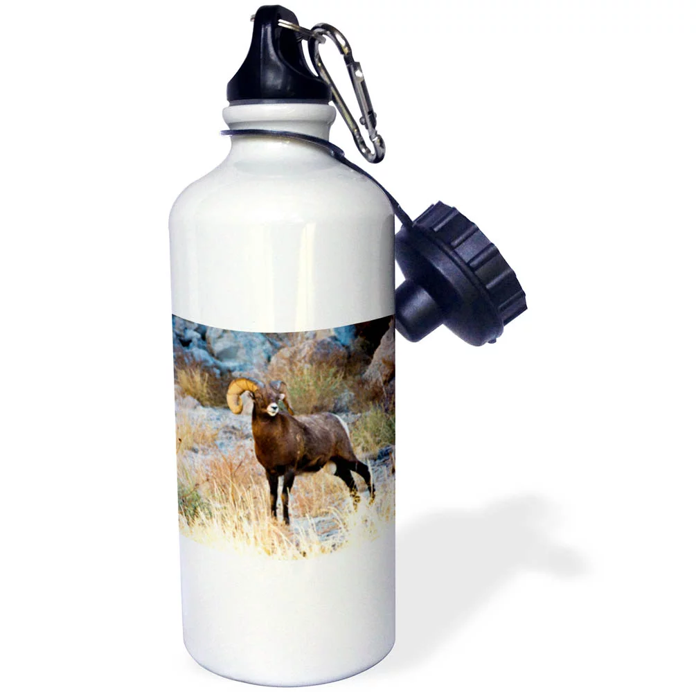 3dRose South Dakota, The Wall, Badlands NP, Full Curl Male Big Horn Sheep - Water Bottle, 21-ounce