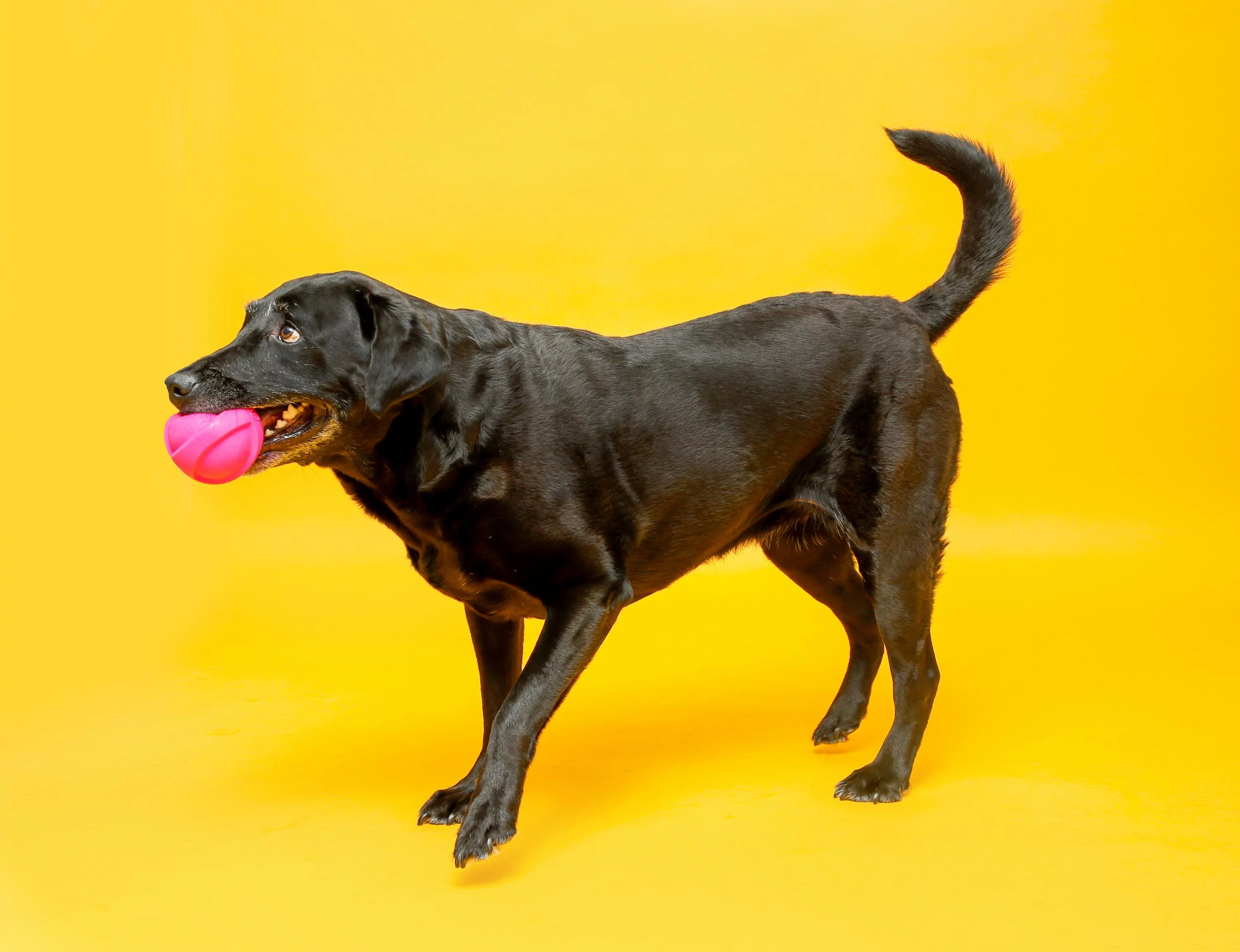 Hartz Dura Play Large Ball Dog Toy with Bacon Scent and Squeaker, 3 Pack