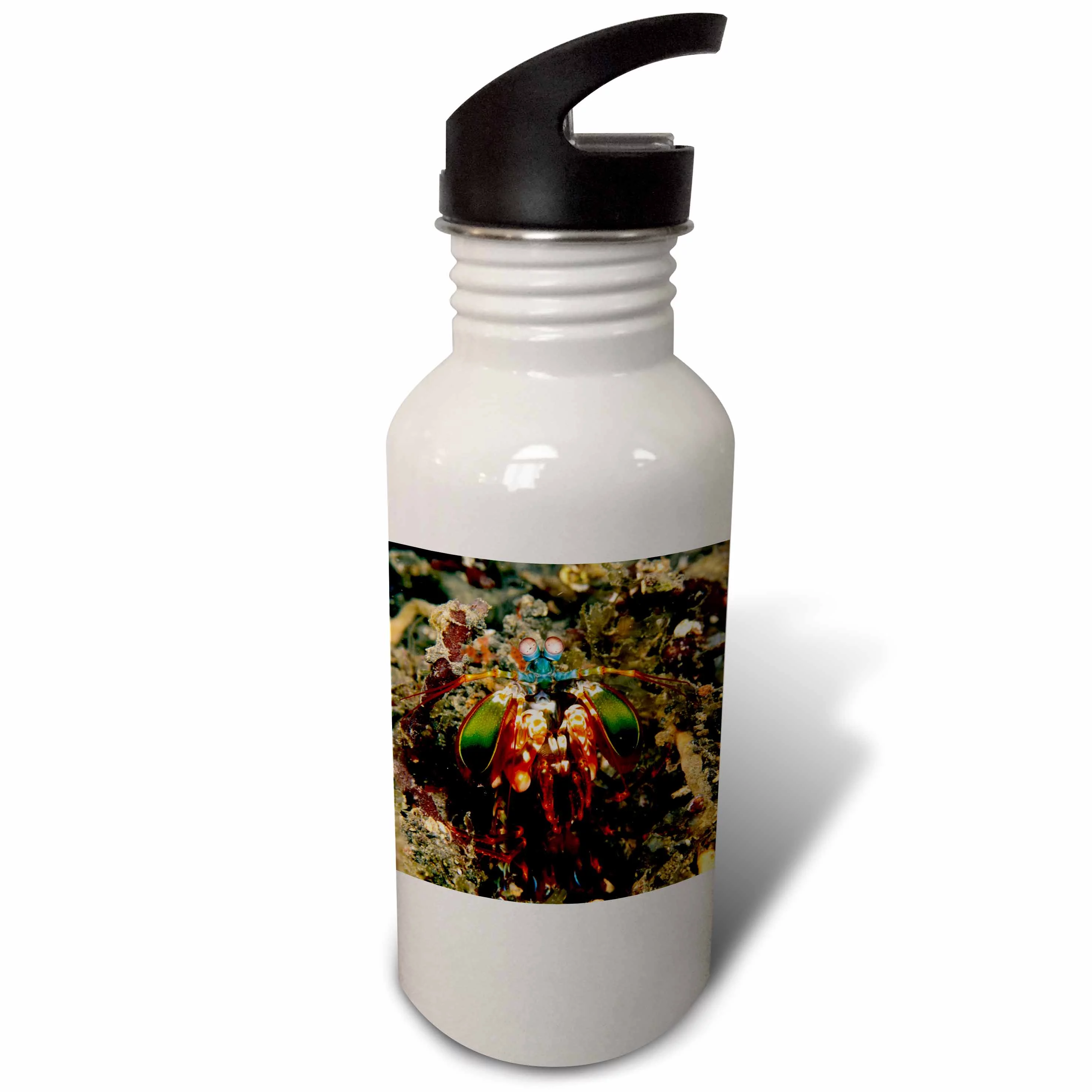 Indonesia. Mantis shrimp, crustacean-AS11 SWE0069 - Stuart Westmorland 21 oz Sports Water Bottle wb-71338-1