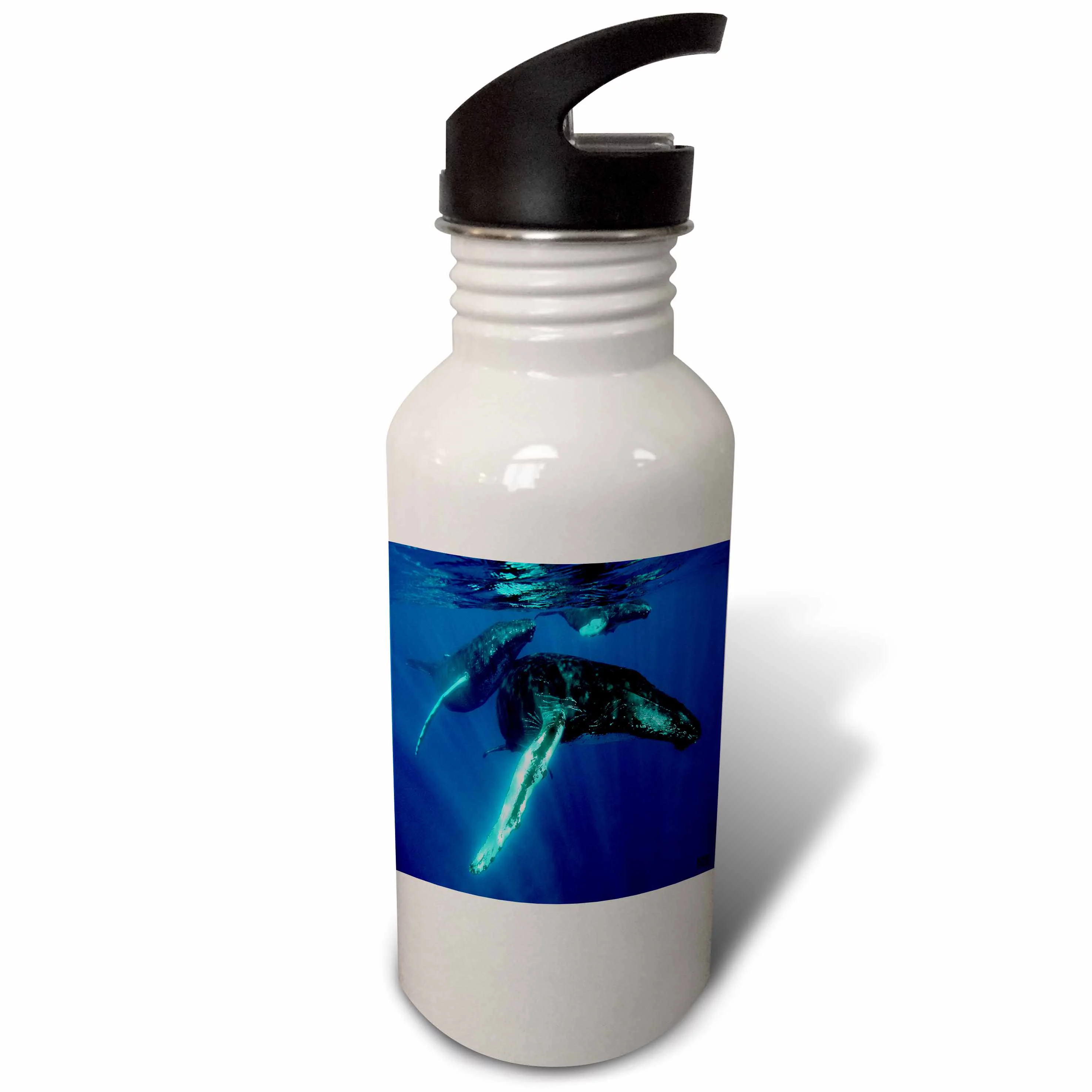 3dRose Humpback whales, Sports Water Bottle, 21oz