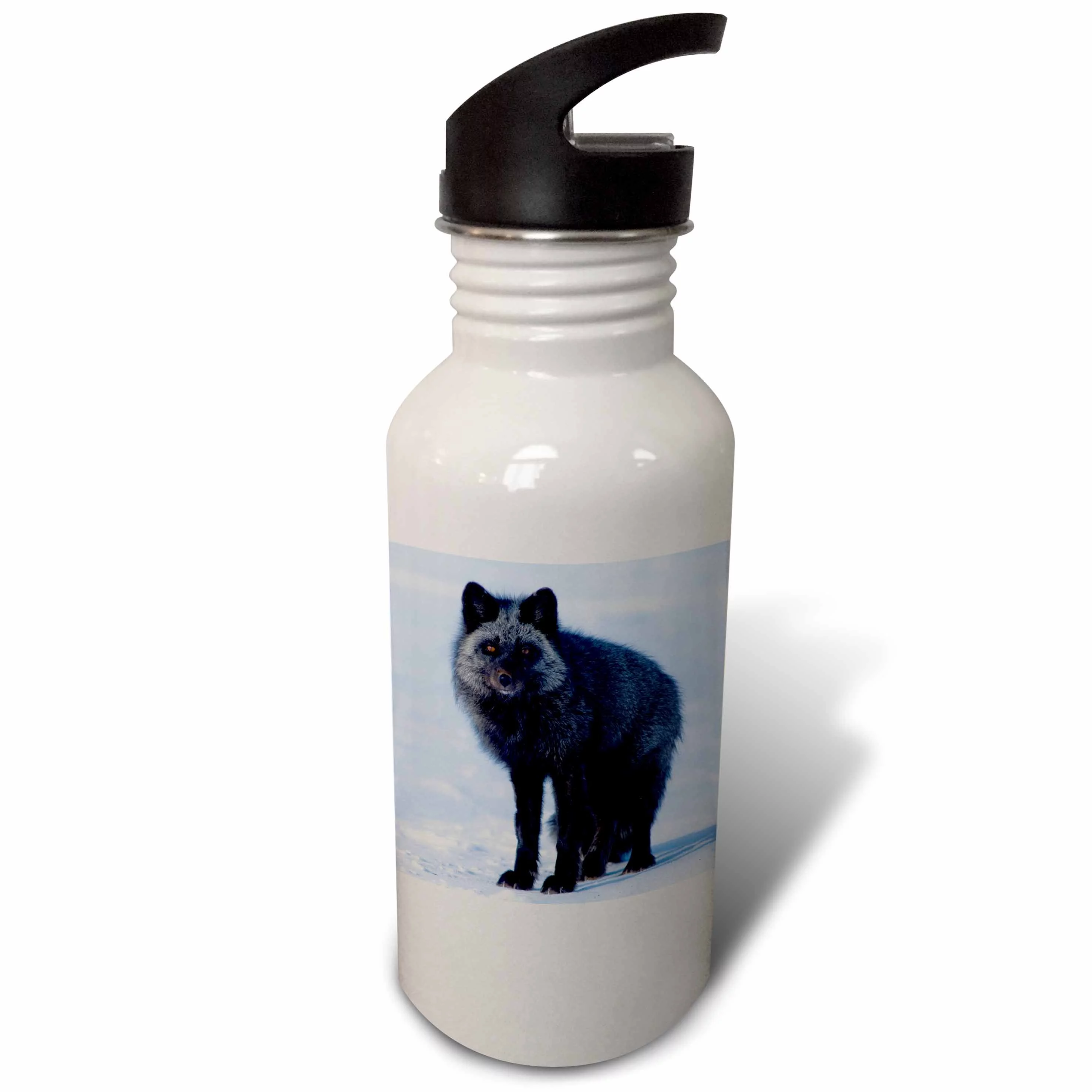 USA, Alaska, Arctic NWR. Red fox, adult searching for food. 21 oz Sports Water Bottle wb-191988-1
