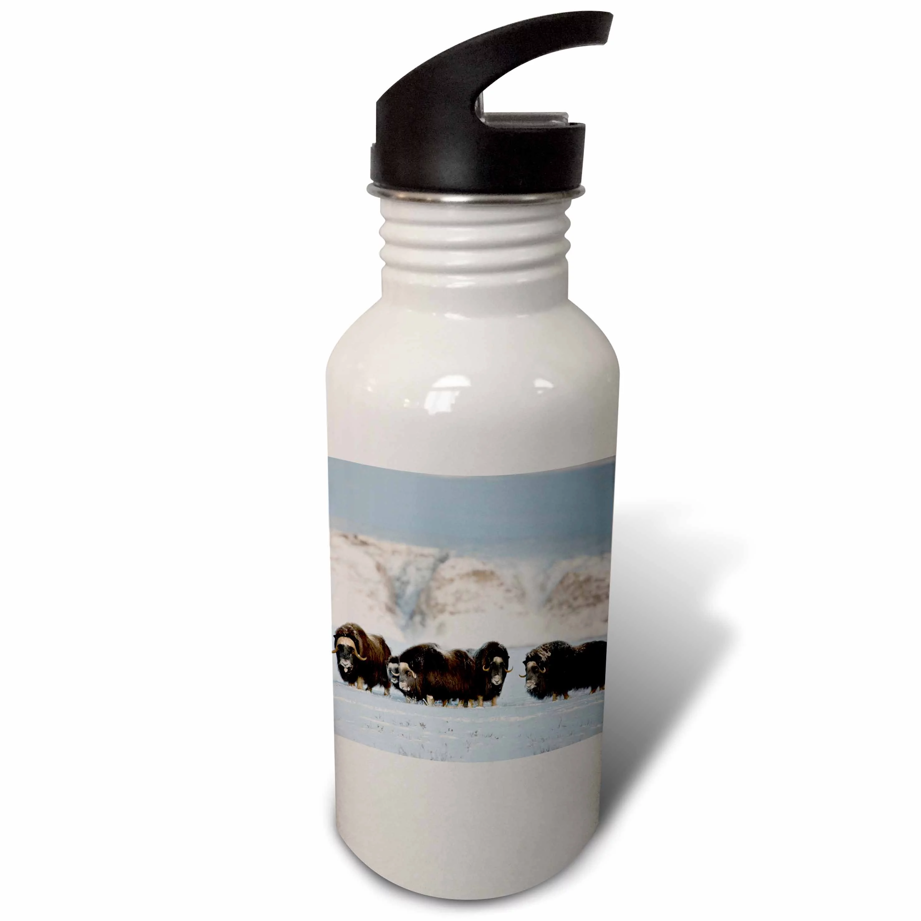 USA, Alaska, Arctic Wildlife Refuge, Muskoxen wildlife - US02 HRO0406 - Hugh Rose 21 oz Sports Water Bottle wb-141874-1