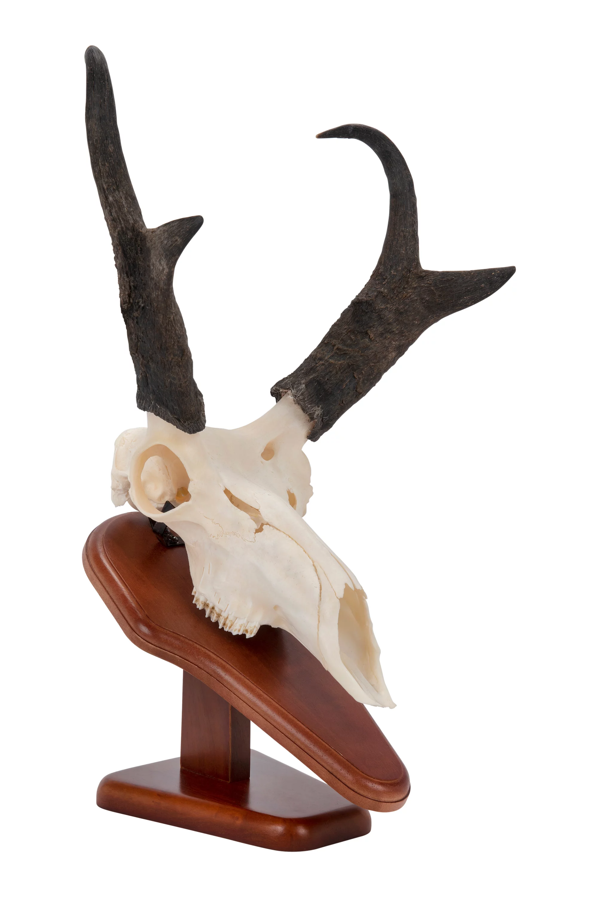 Allen Company Ez Skull Wood Mount Presentation Pedestal & Plaque, 13