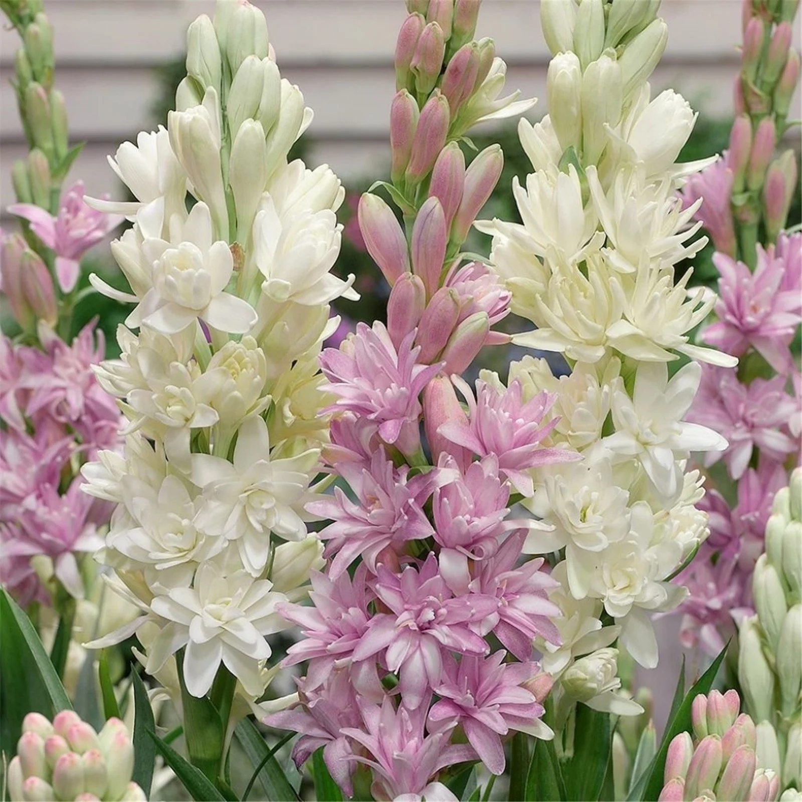 Lucky Tuberose Bulbs Tubers Bulk Flower Plant Planted Perennial Can Grow Well in Flower Pots Plants