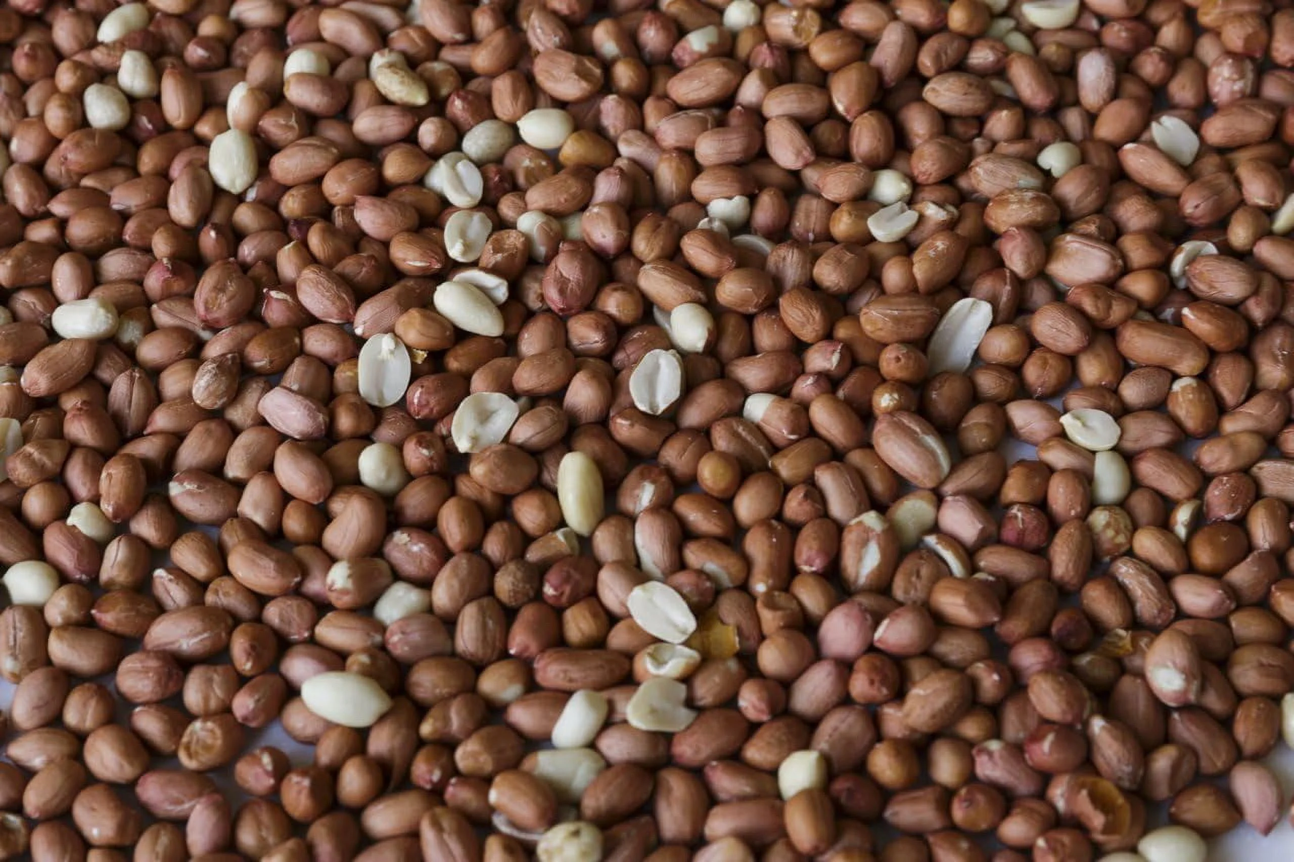 Wakefield Virginia Peanuts Bulk 45LB Bag Shelled Animal Peanuts for Squirrels, Birds, Deer, Pigs and a Wide Variety of Wildlife, Raw Peanuts/Bulk Nuts/Blue Jays/Cardinals/Woodpeckers