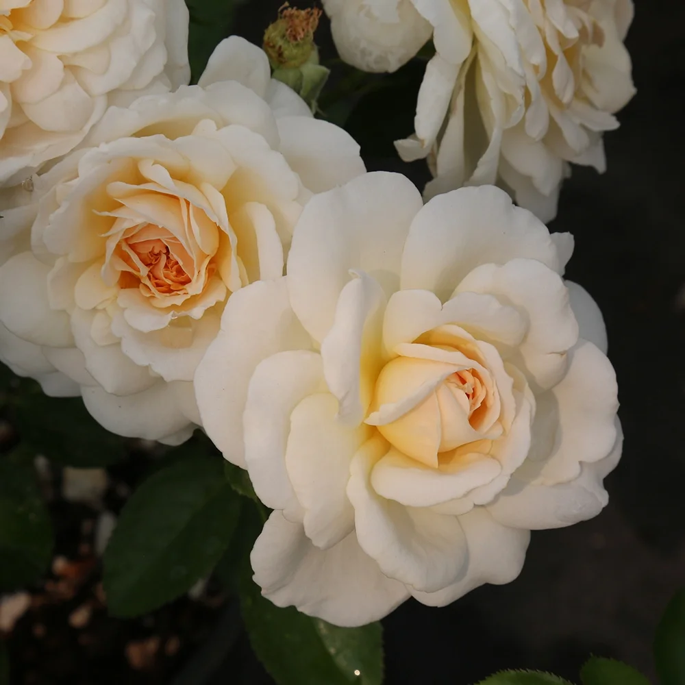 Heirloom Roses - Miss Dior English Legend Own Root Roses - Live Plants White Flowers