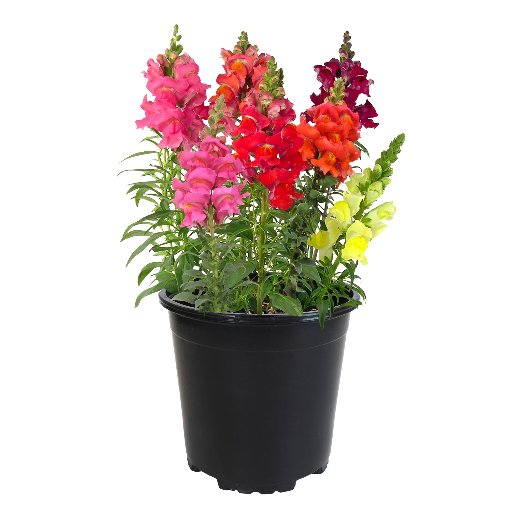 Expert Gardener Live Outdoor Snapdragon, 12