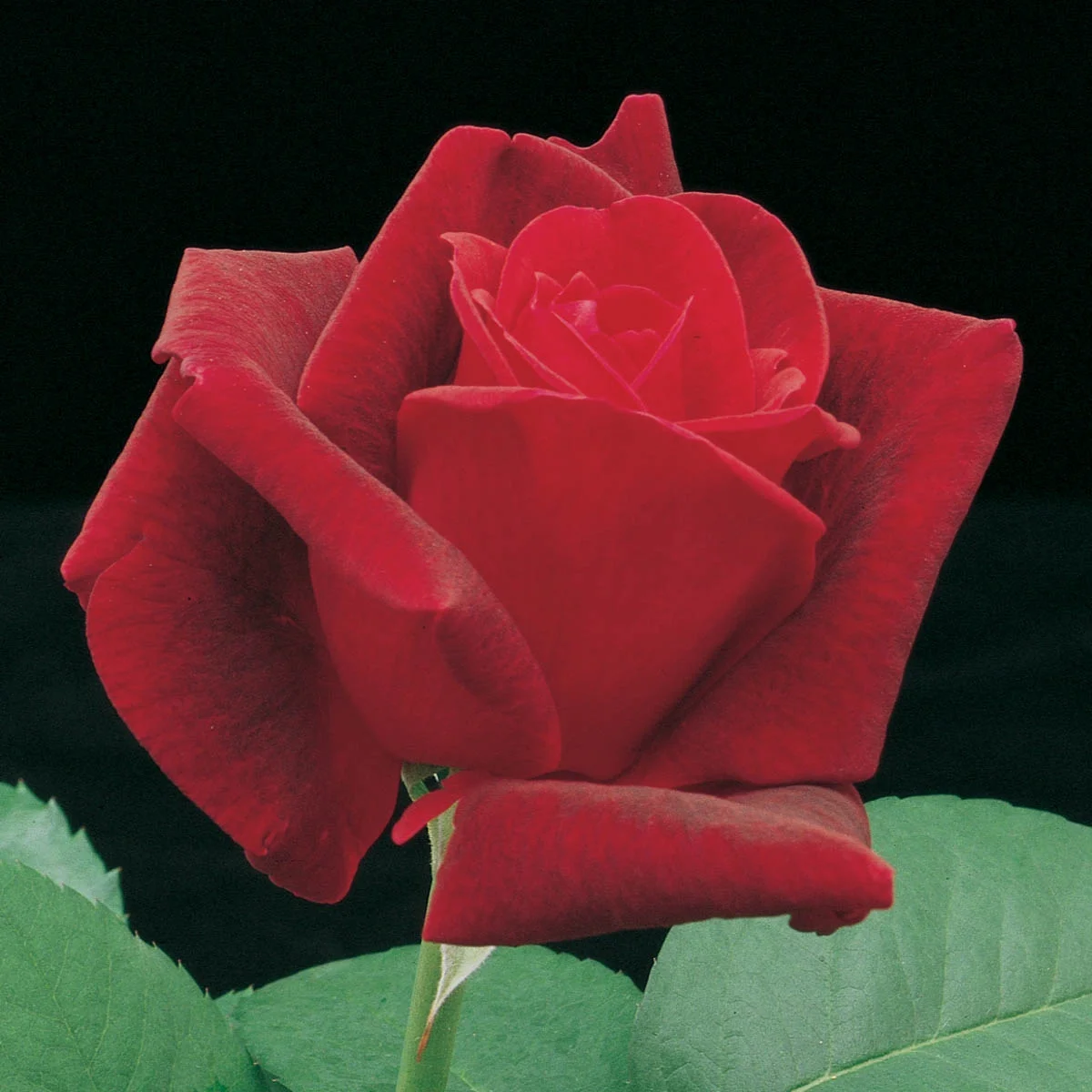 Chrysler Imperial Hybrid Tea Rose Dormant Bare Root Shrub