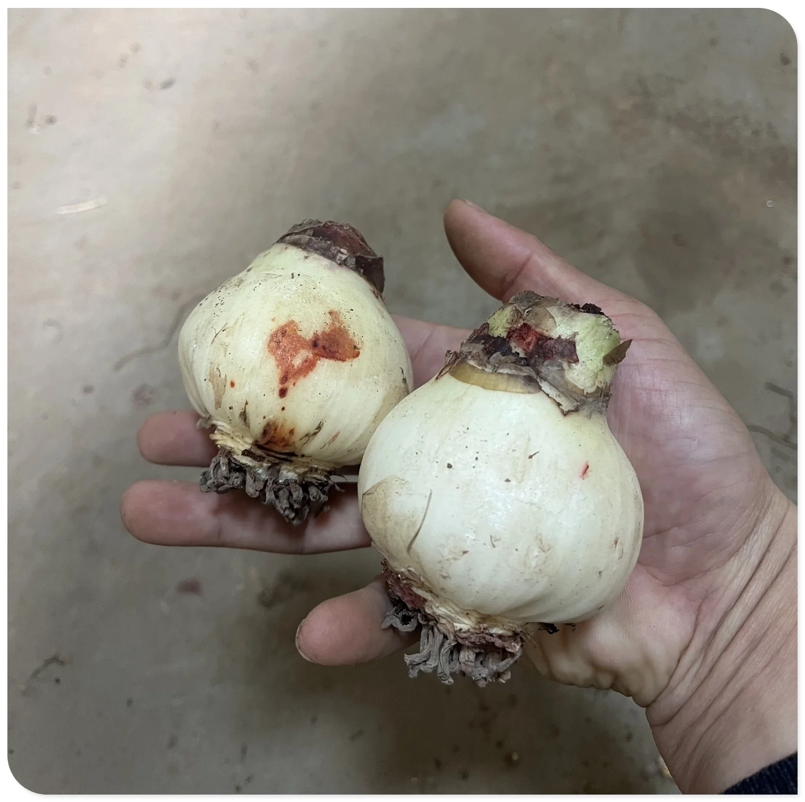 Amaryllis Bulbs For Planting,Iridescent,Amarillos,Amaryllis Bulbs For Sale,Amaryllis Pots,Amaryllis Plants,Amaryllis Belladonna Bulbs,Beautify Environment,Amaryllis Belladonna.