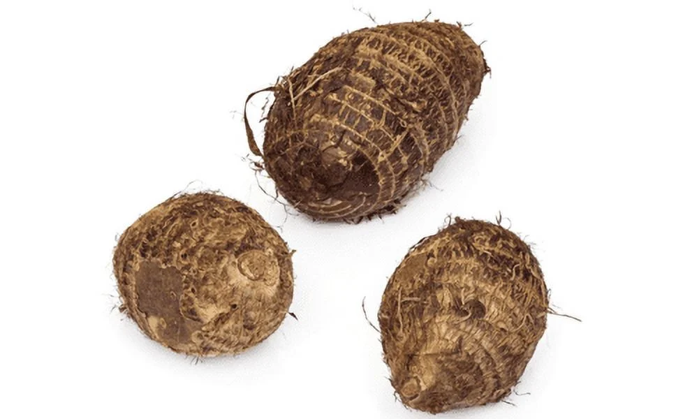 Elephant Ears Bulbs Elephant Ear Plant Live Elephant Ears Bulbs For Planting Alocasia Bulbs For Sale Courtyard Decoration