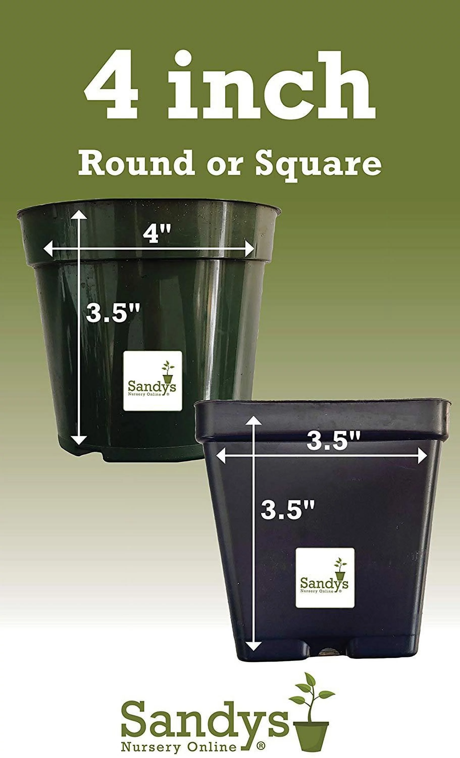 Tibouchina grandifolia Large Fuzzy Leaf 4 Inch Pot