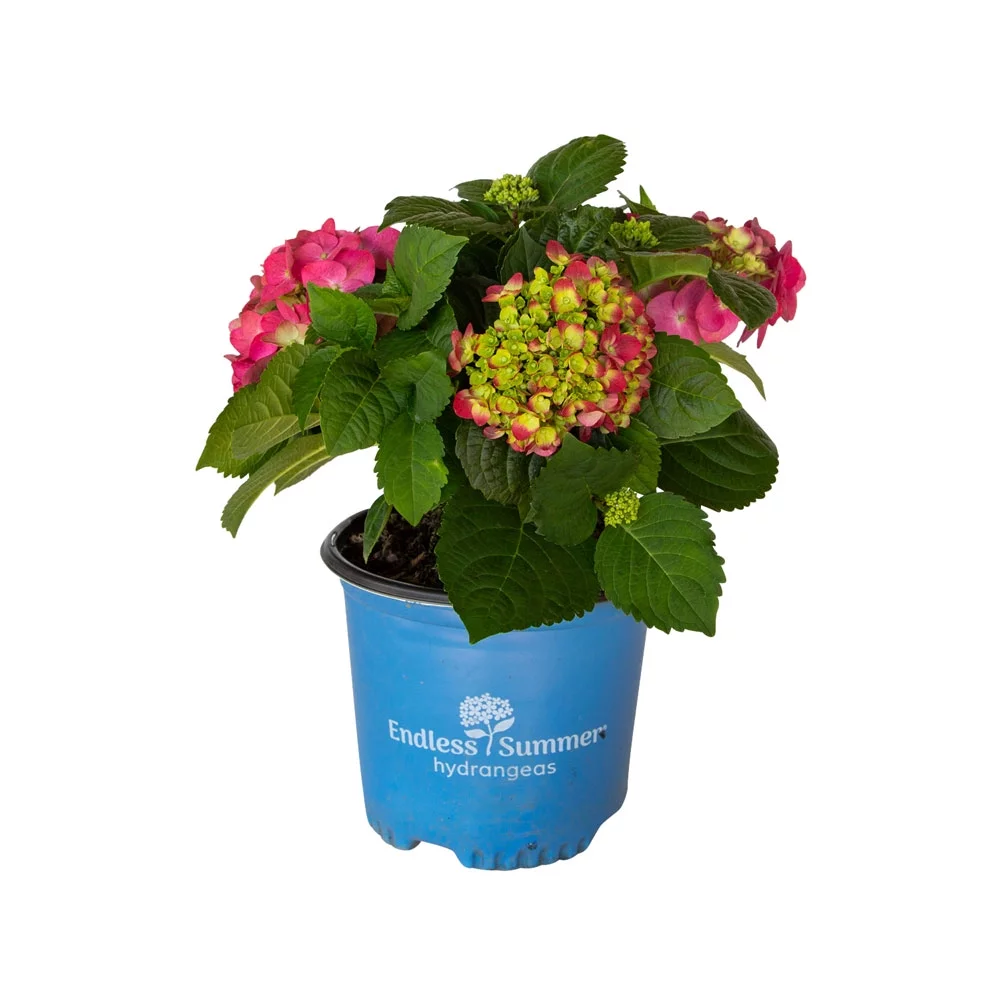 Summer Crush Endless Summer Hydrangea (1 Gallon) Flowering Deciduous Shrub with Big Raspberry-Red or Neon-Purple Blooms - Part Shade Live Outdoor Plant