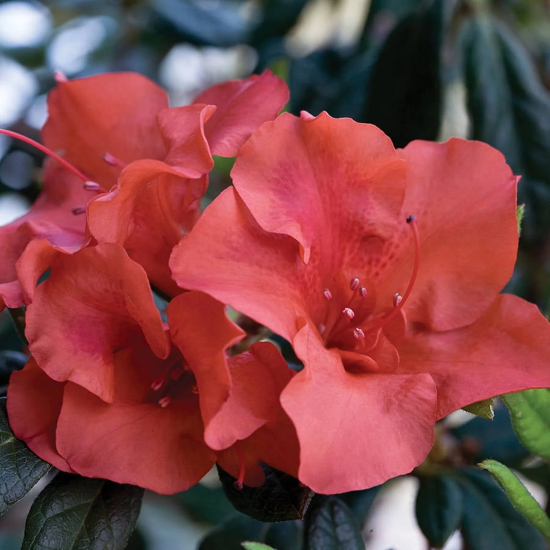 Encore Azalea Autumn Embers (3 Gallon) Red Pink Flowering Shrub - Full Sun Live Outdoor Plant