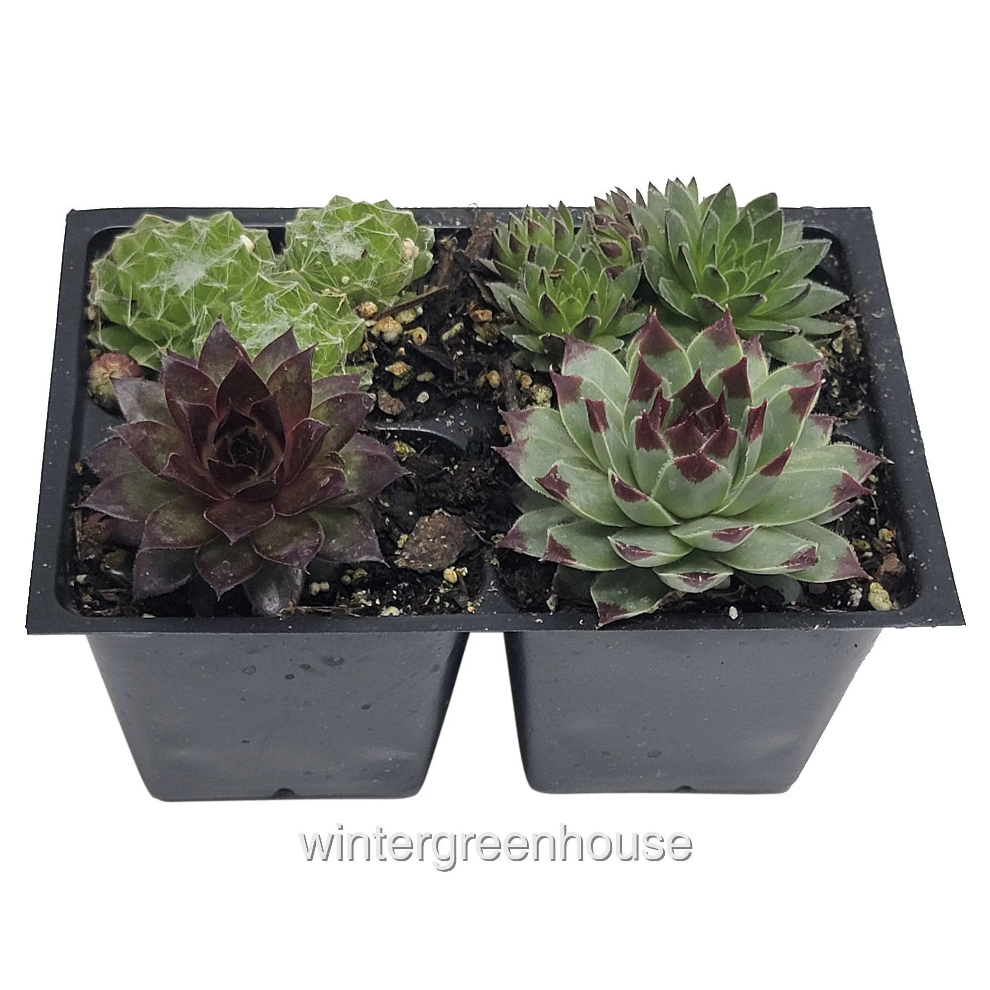 Hen And Chicks Collection, Sempervivum, Hen And Chicks - Pot Size: 4x 2.63x1.72x2.75