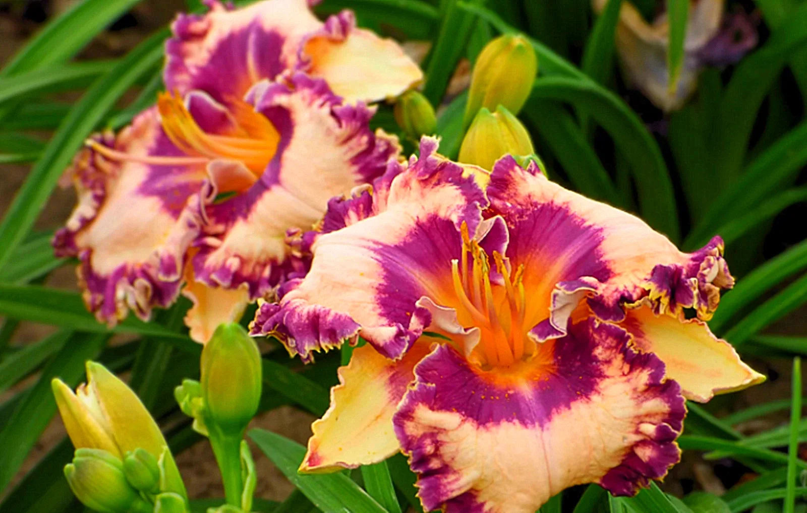 Daylily Bulbs,  Daylilies ,Wild Daylilies,Flower Pots,Daylily,Daylily Bulbs Reblooming, Daylily Plant, Daylily Bulbs For Sale