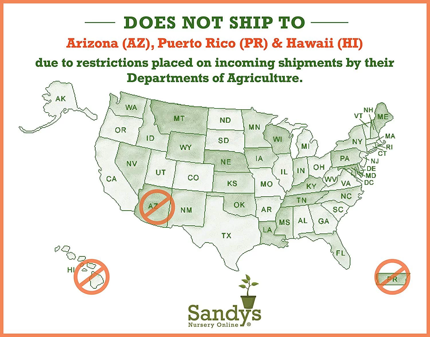 Tibouchina grandifolia Large Fuzzy Leaf 4 Inch Pot