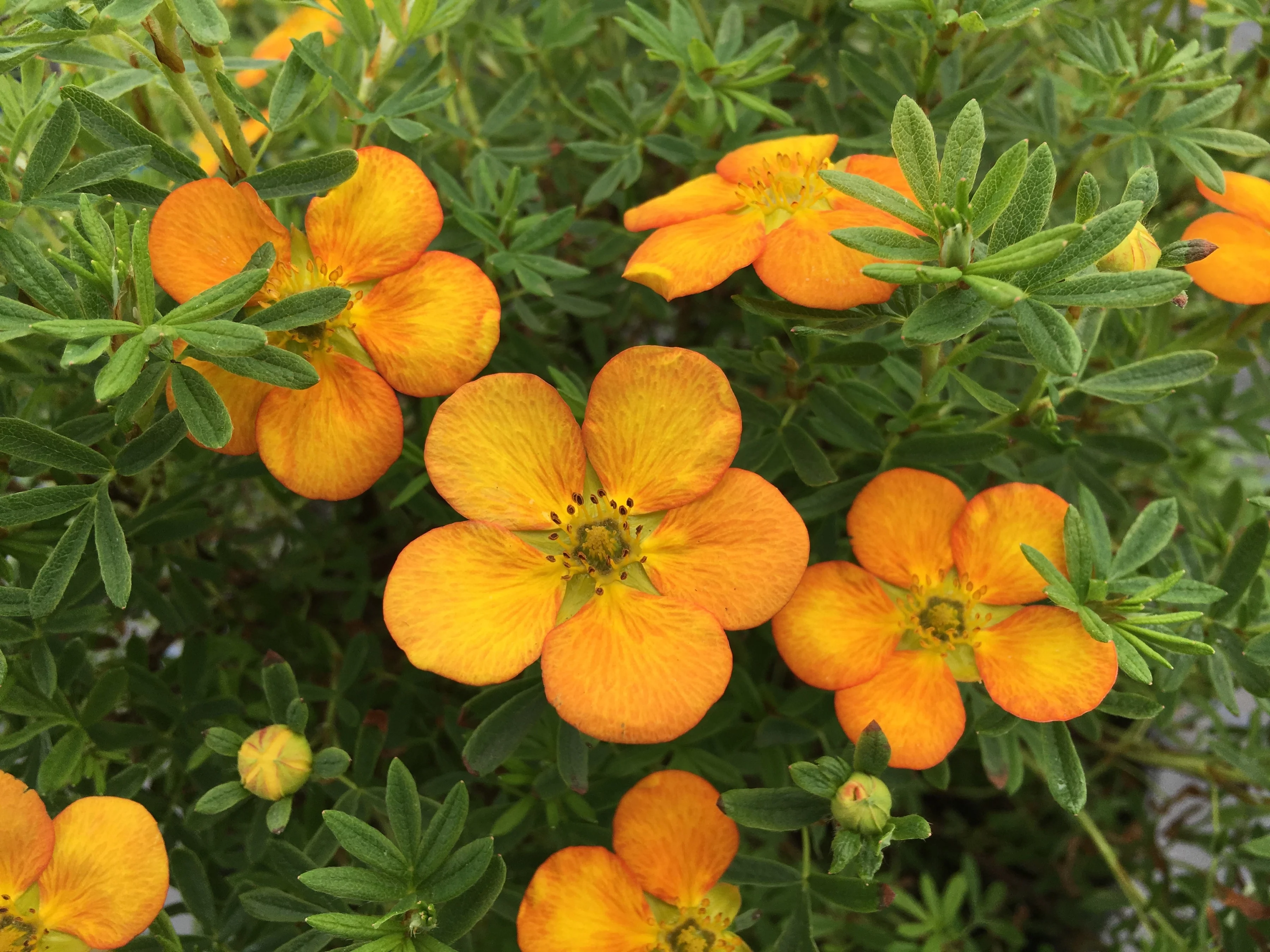 Jumbo Pint Bella Sol Potentilla Live Shrub, Rich Orange Flowers