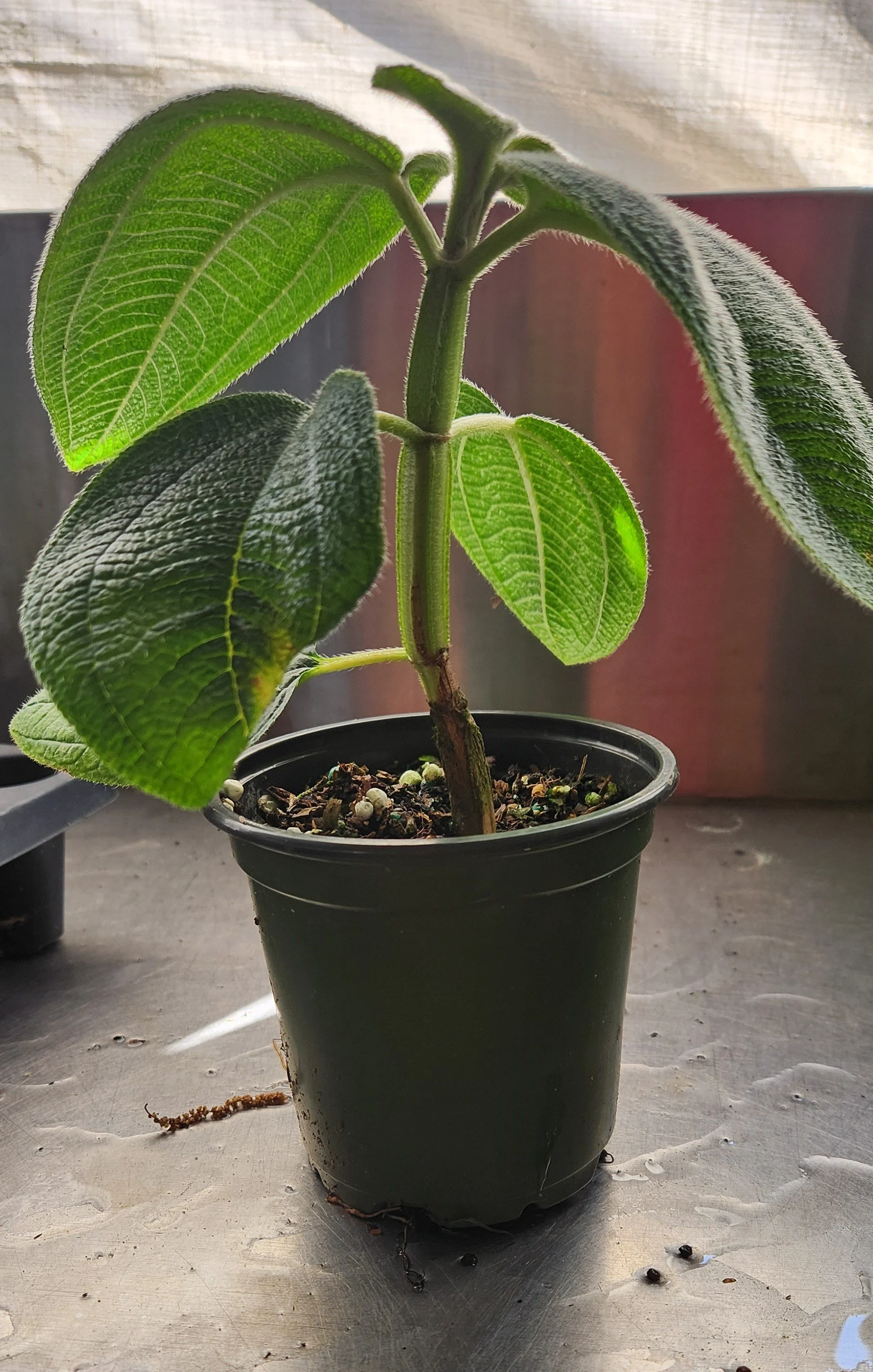 Tibouchina grandifolia Large Fuzzy Leaf 4 Inch Pot