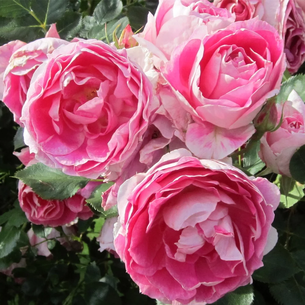 Heirloom Roses Rose Bush - Carefree Wonder™ Landscape , Live Rose Plant