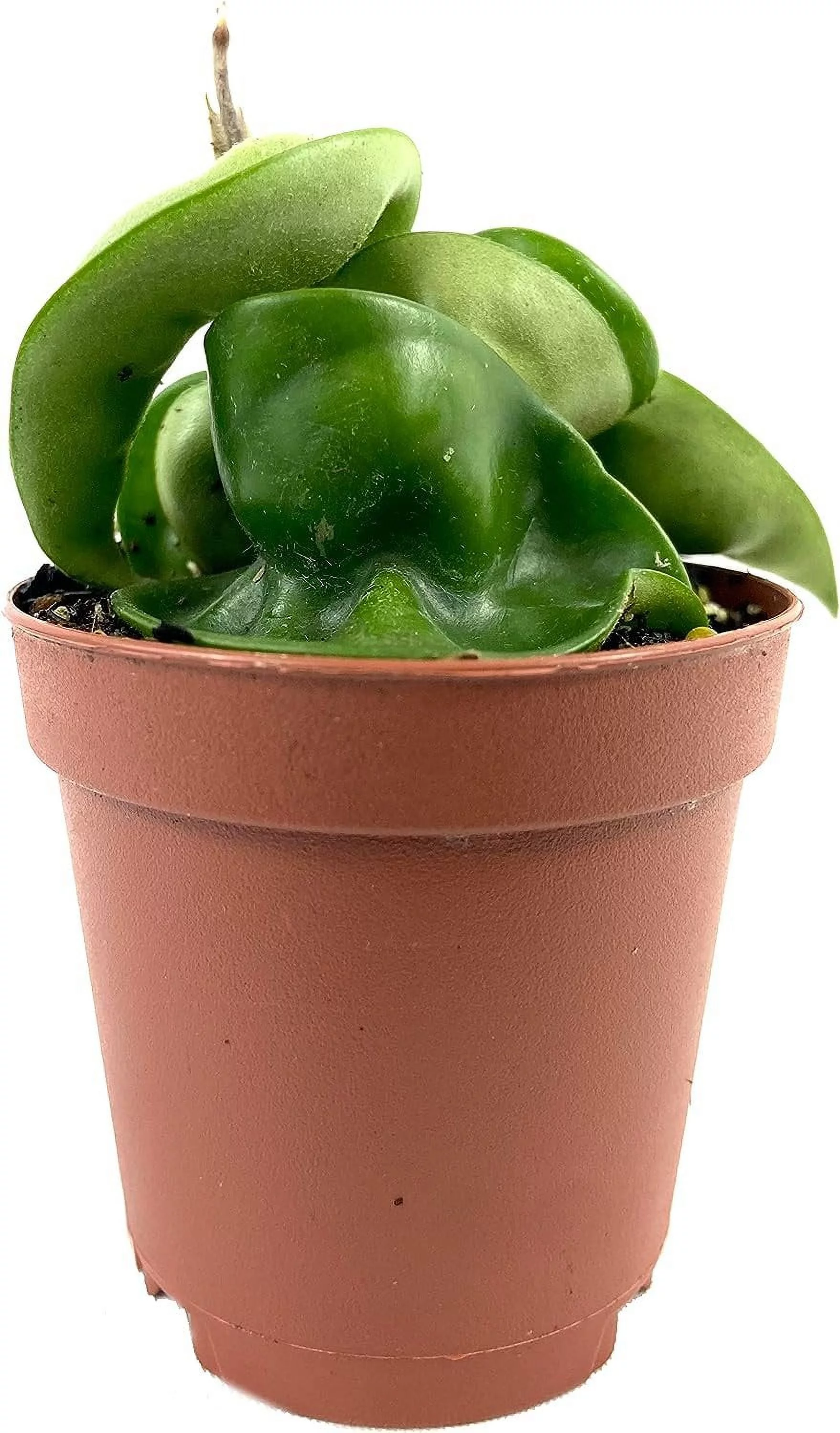 Hoya Hindu Rope Plant - Live Plant in a 2 Inch Pot - Hoya Carnosa 'Compacta - Indoor Houseplants Straight from The Nursery