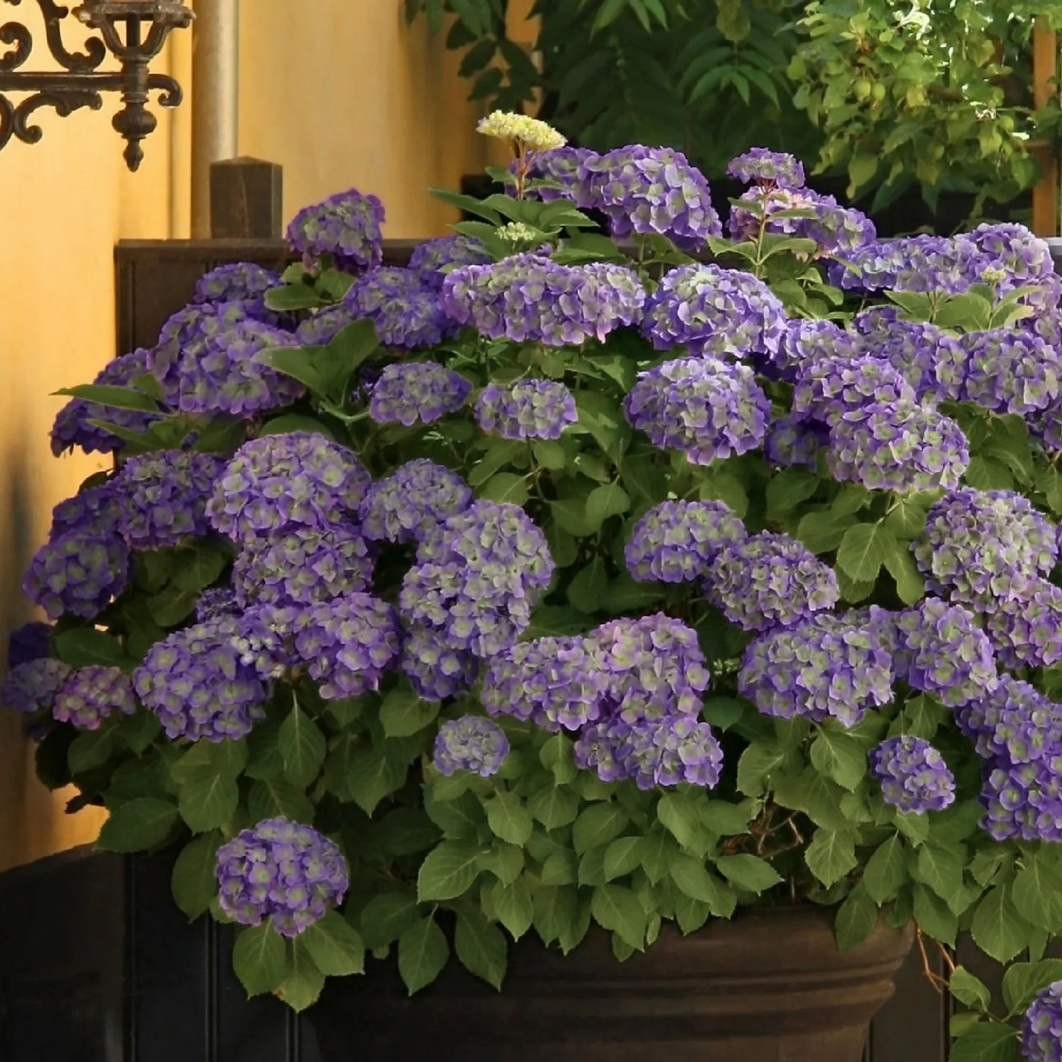 2 gal. Hydrangea Violet Crown Shrub with Purple Flowers