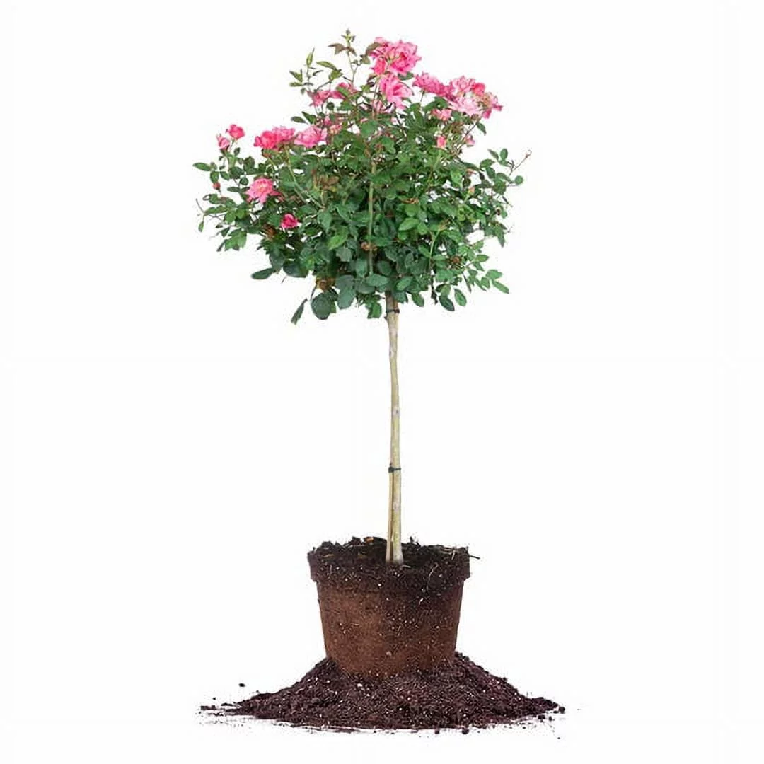 4-5 ft Double Pink Knock Out Rose Tree - Drought Tolerant - Year Long Re-blooms