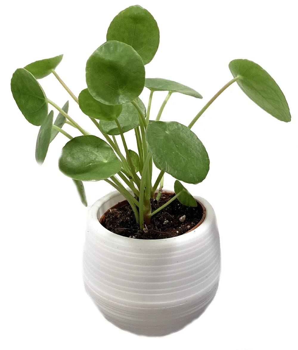 Chinese Money Plant - Pilea peperomioides in 3