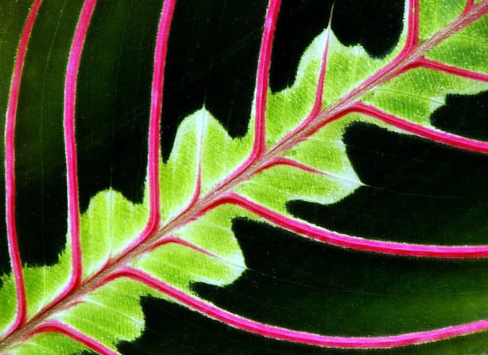 Red Prayer Plant - Maranta - Easy to Grow House Plant - 6