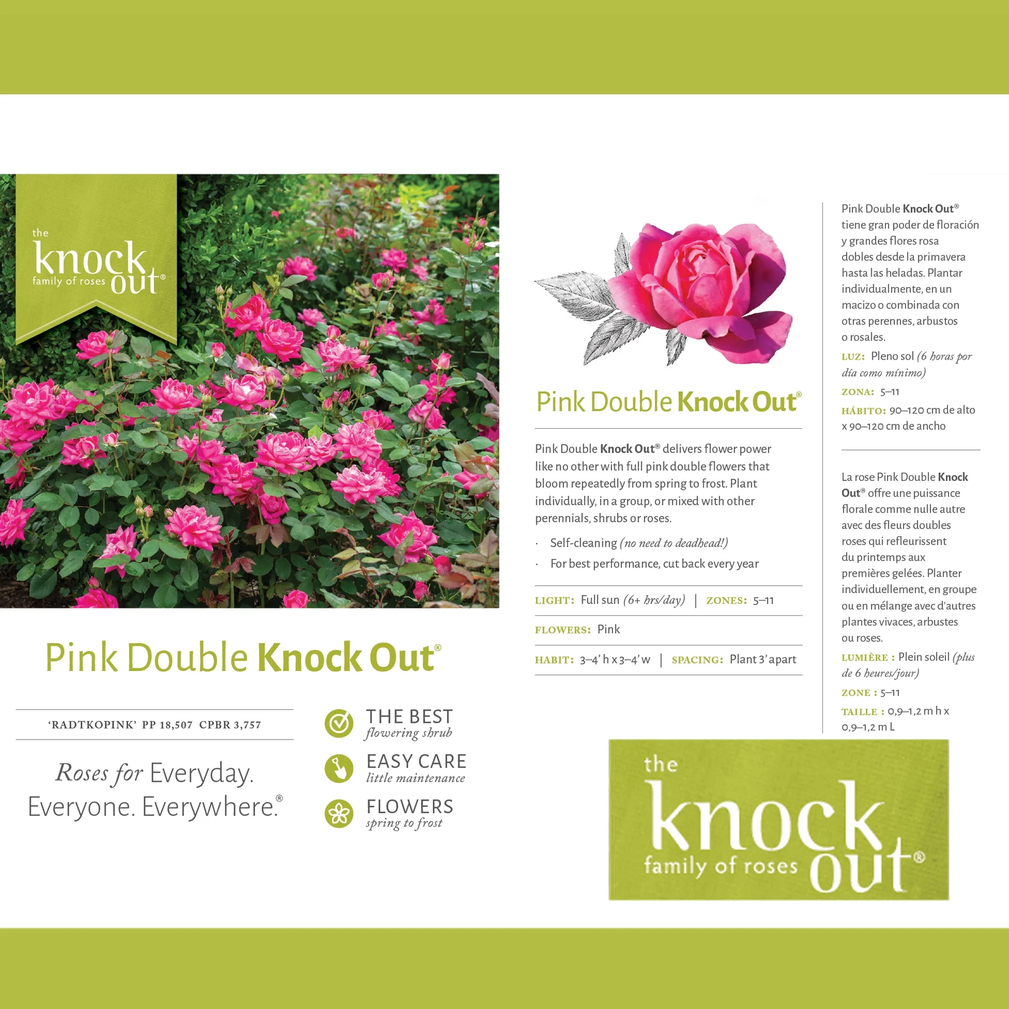 The Pink Double Knock Out® Tree Rose Plant with Bright Bubblegum Pink Blooms (3 Gallon)